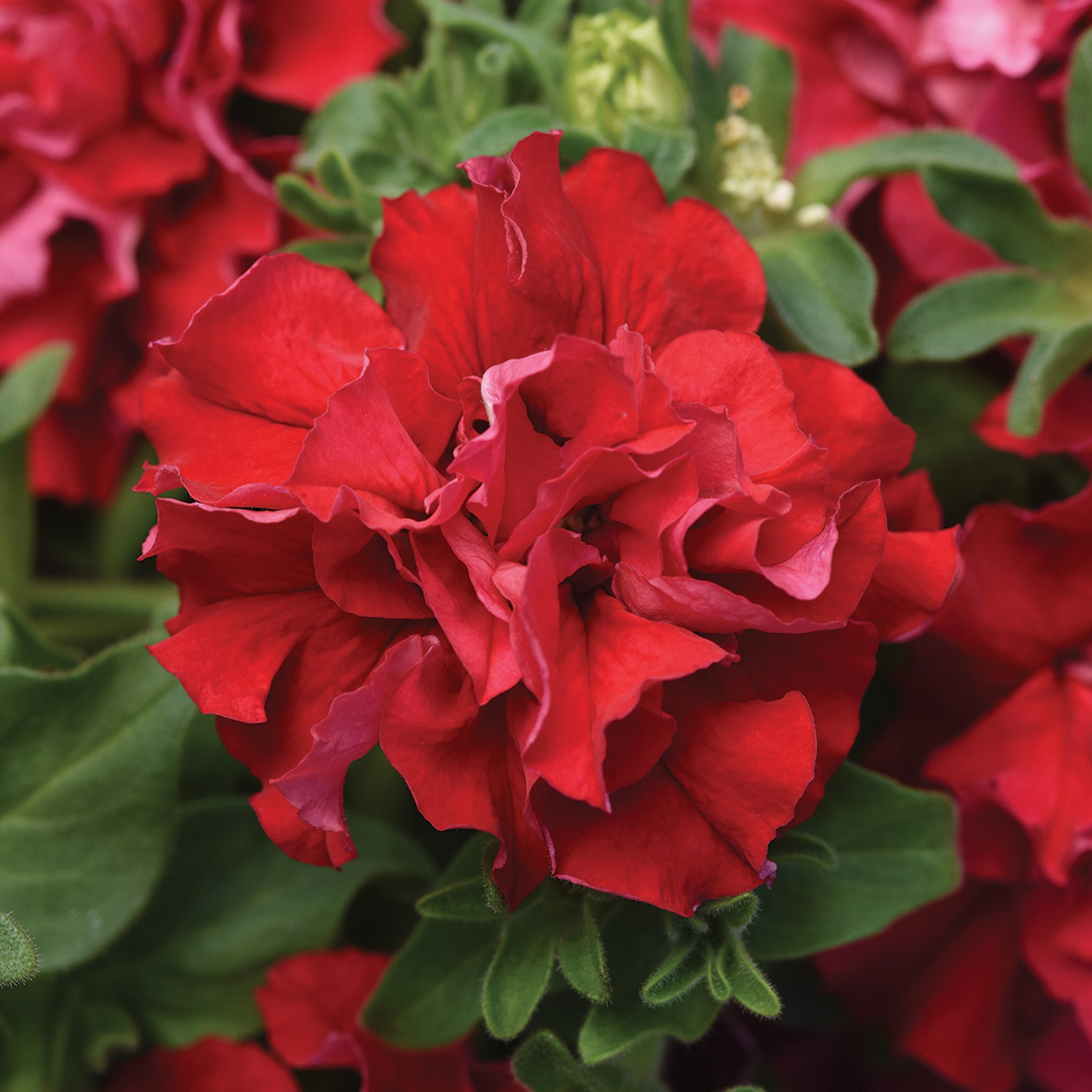 Petunia, Double Cascade Valentine Hybrid