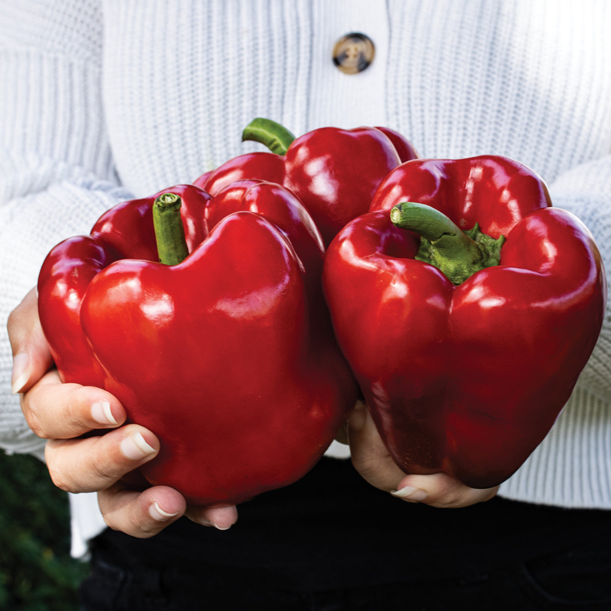 Pepper, Sweet, Kickstart™ Hybrid