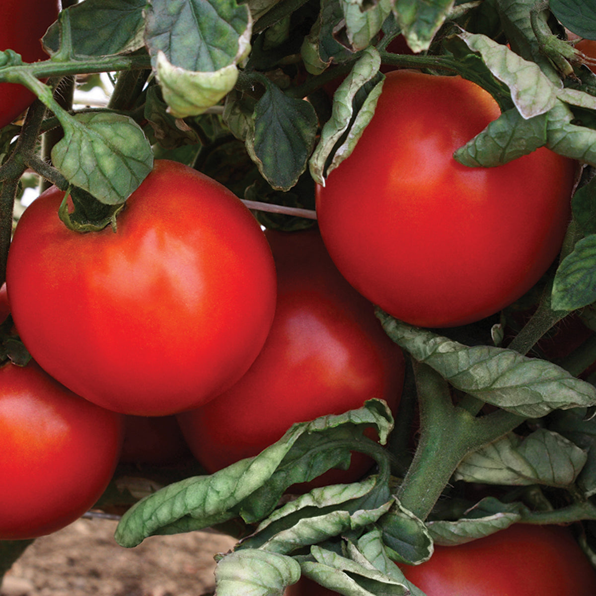 Tomato, Camaro Hybrid