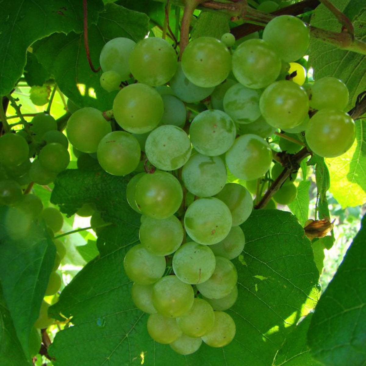 Grape, Edelweiss