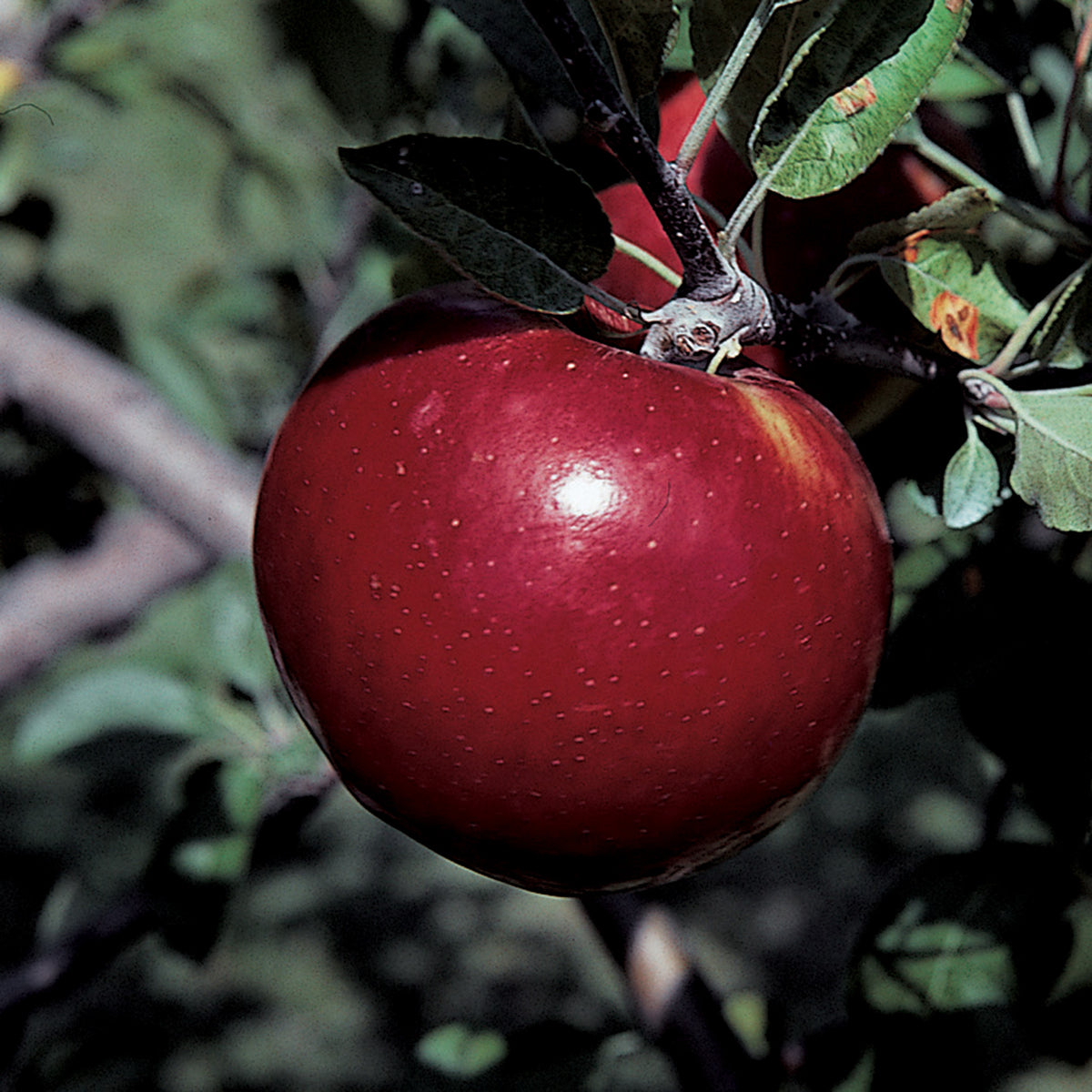 Apple, Dwarf, Royal Court Cortland