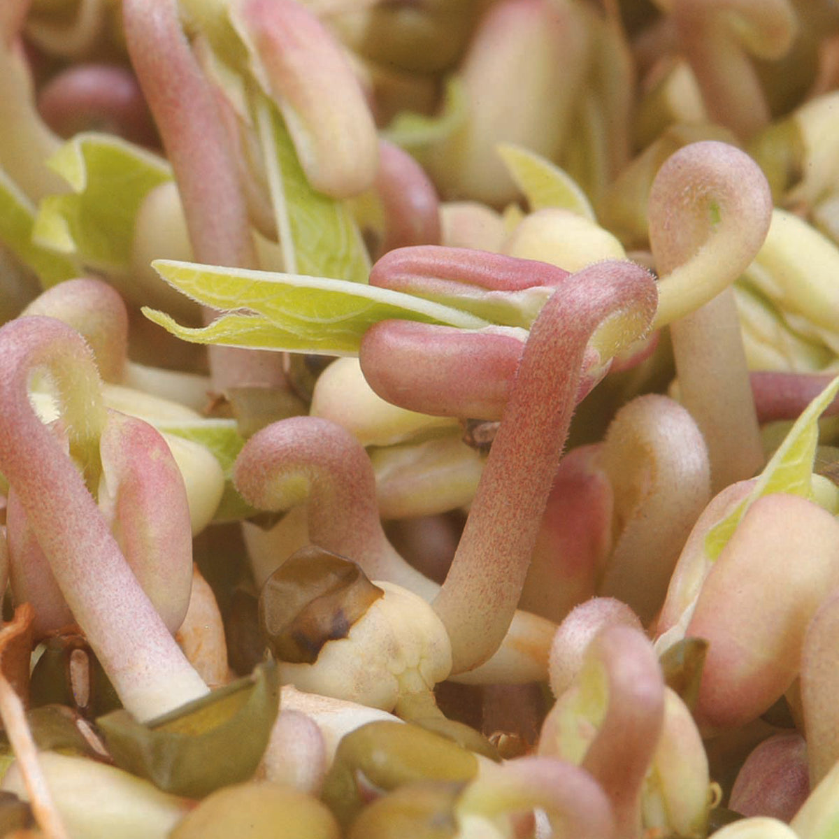 Sprouting Seeds, Mung Bean