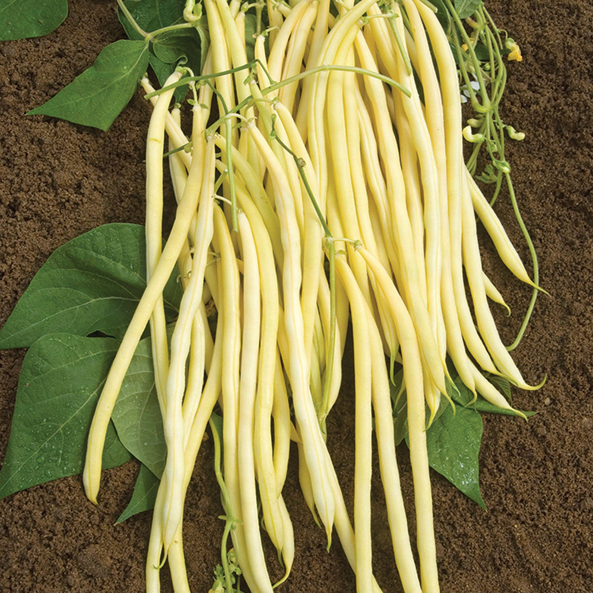 Bean, Pole, Monte Gusto