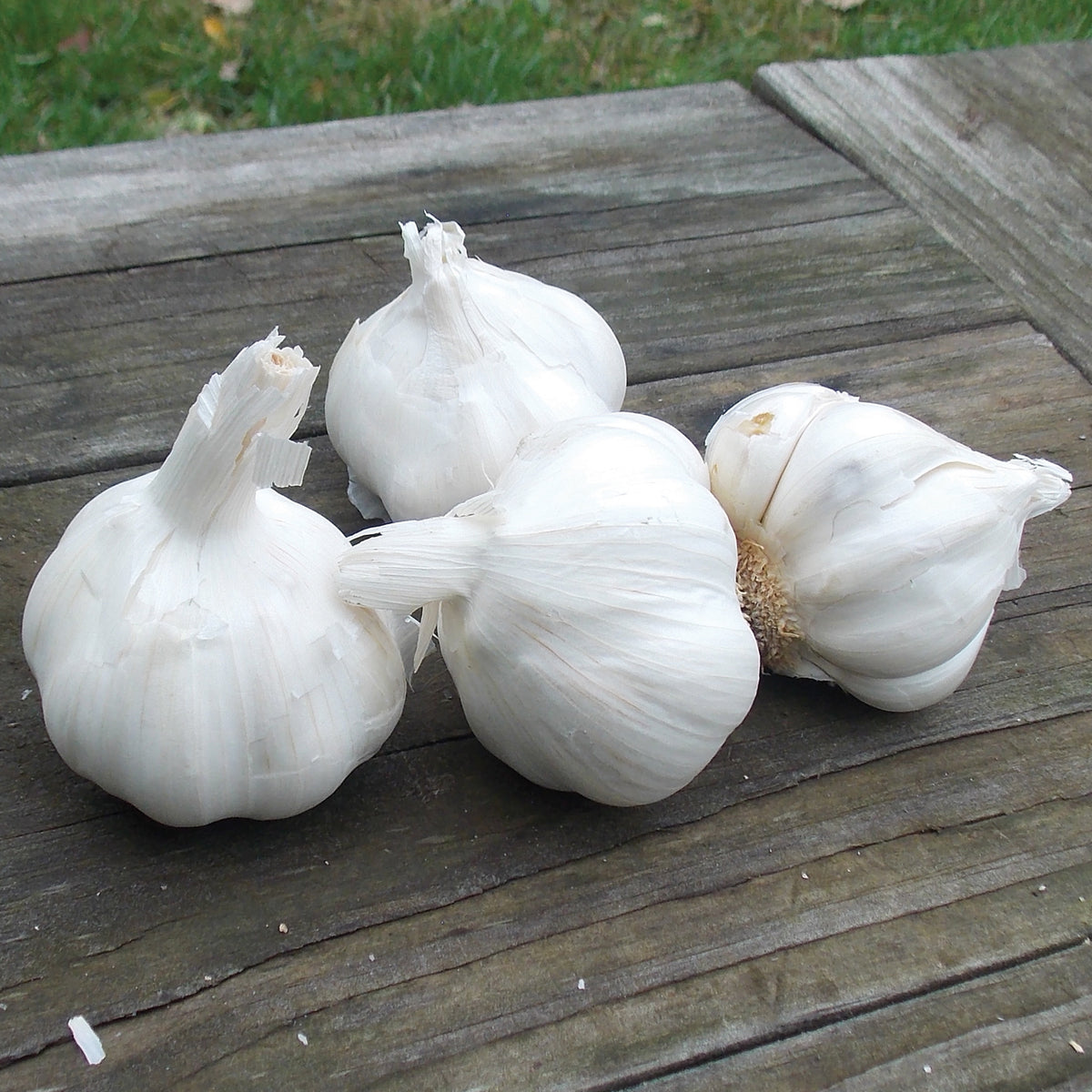 Garlic, Italian Late, 1/2 Lb
