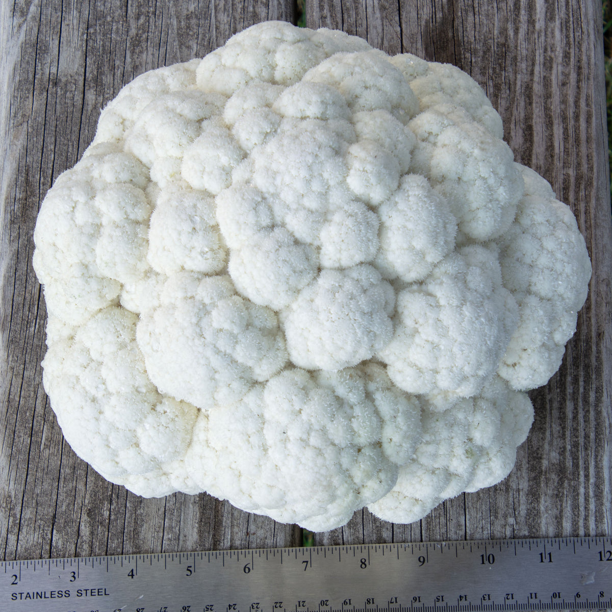 Cauliflower, Twister Hybrid