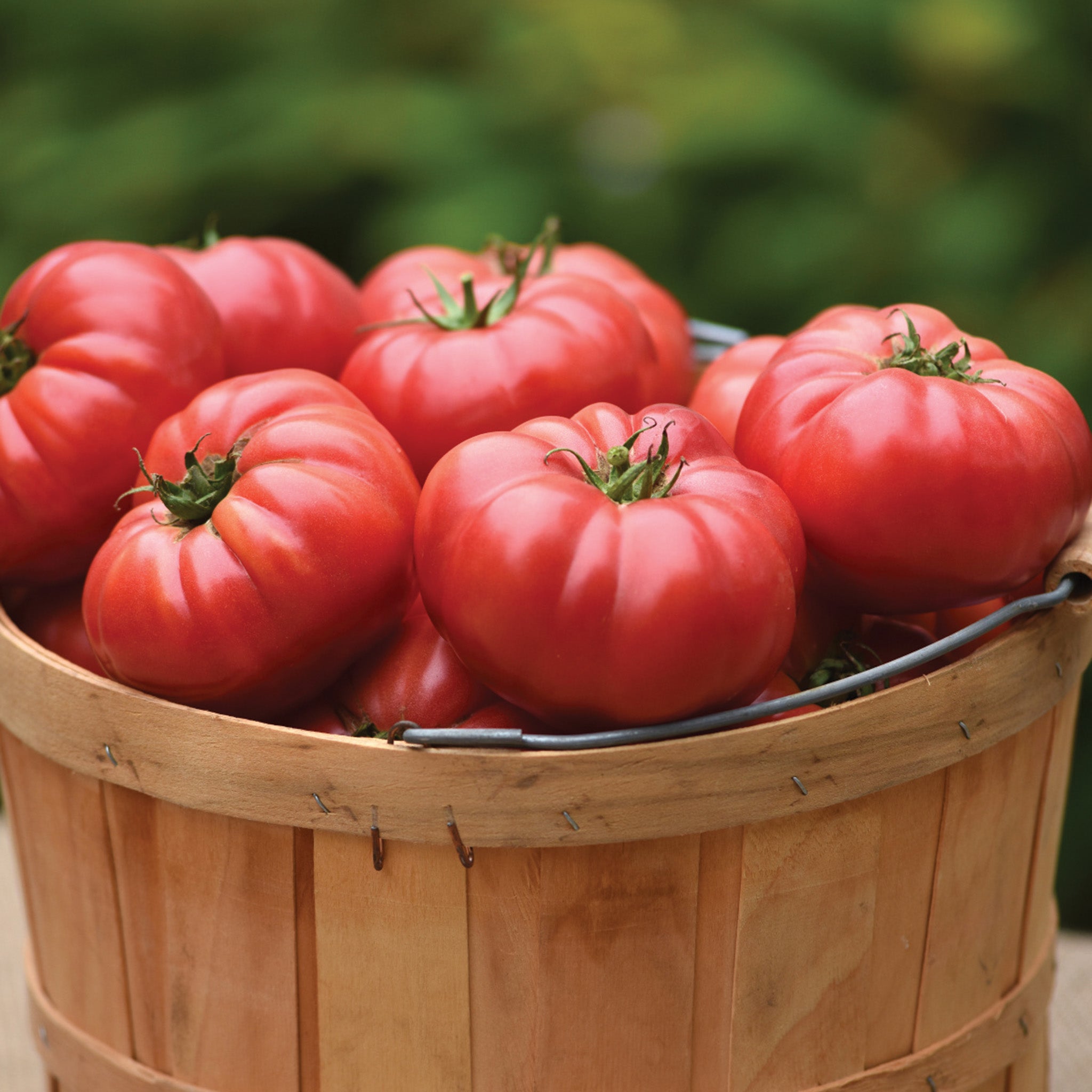 Tomato, WonderStar™ Pink Hybrid