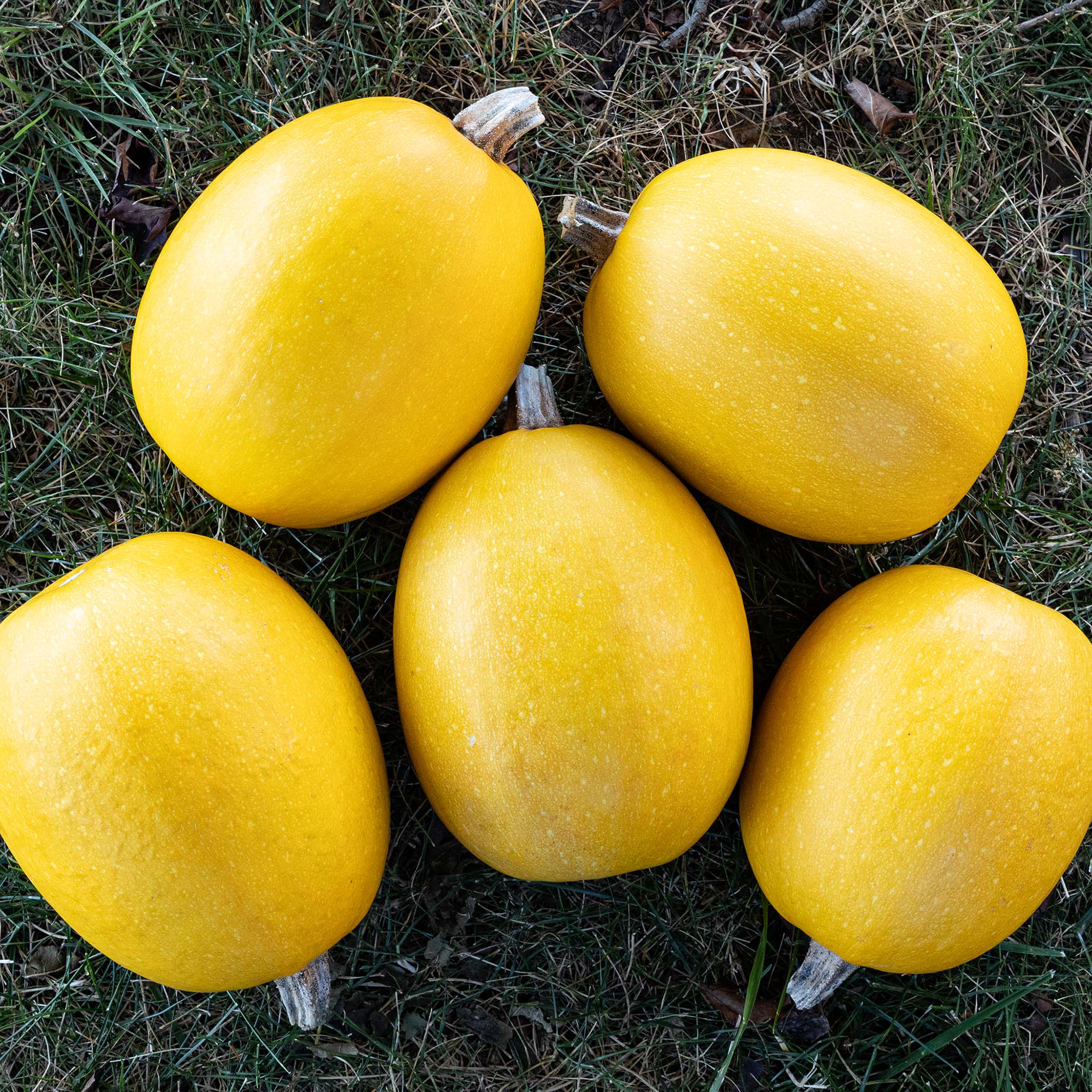 Squash, Winter, Small Wonder Spaghetti Hybrid