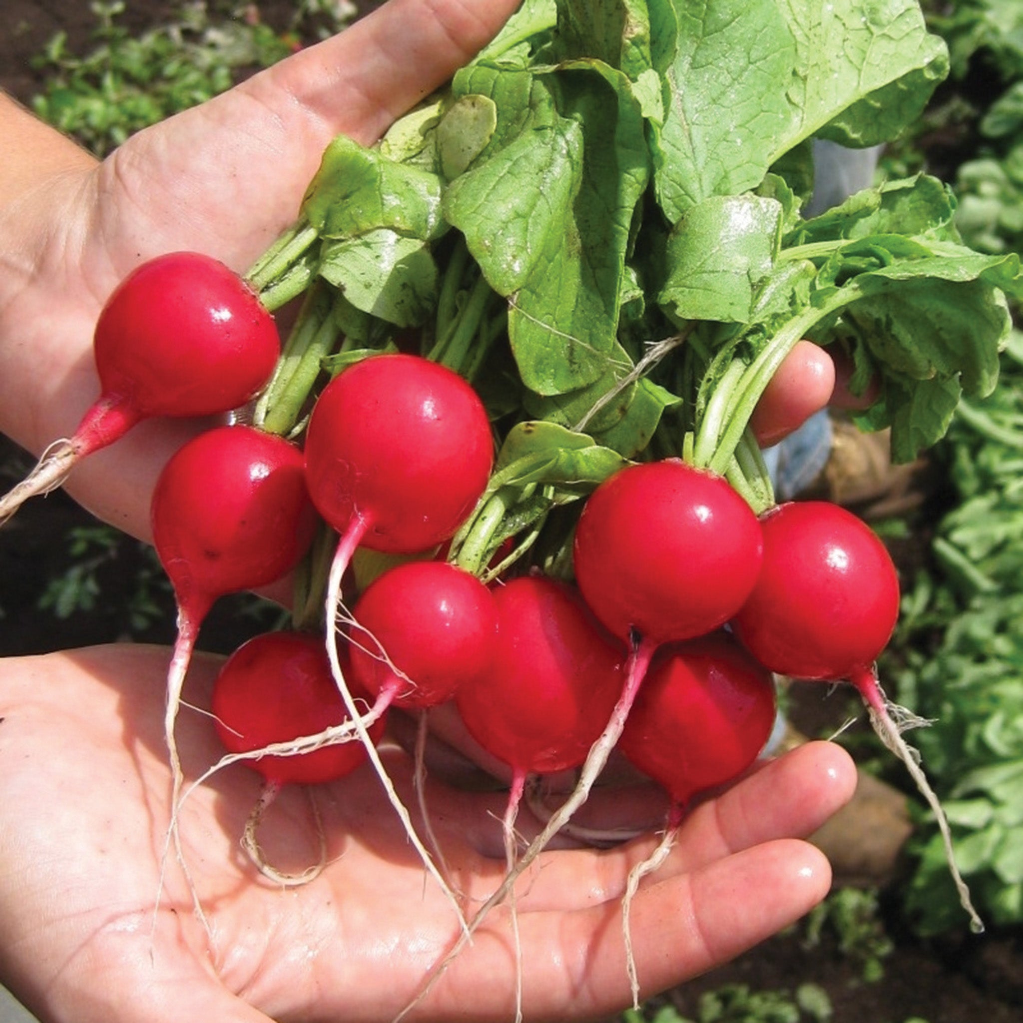 Radish, Rover Hybrid