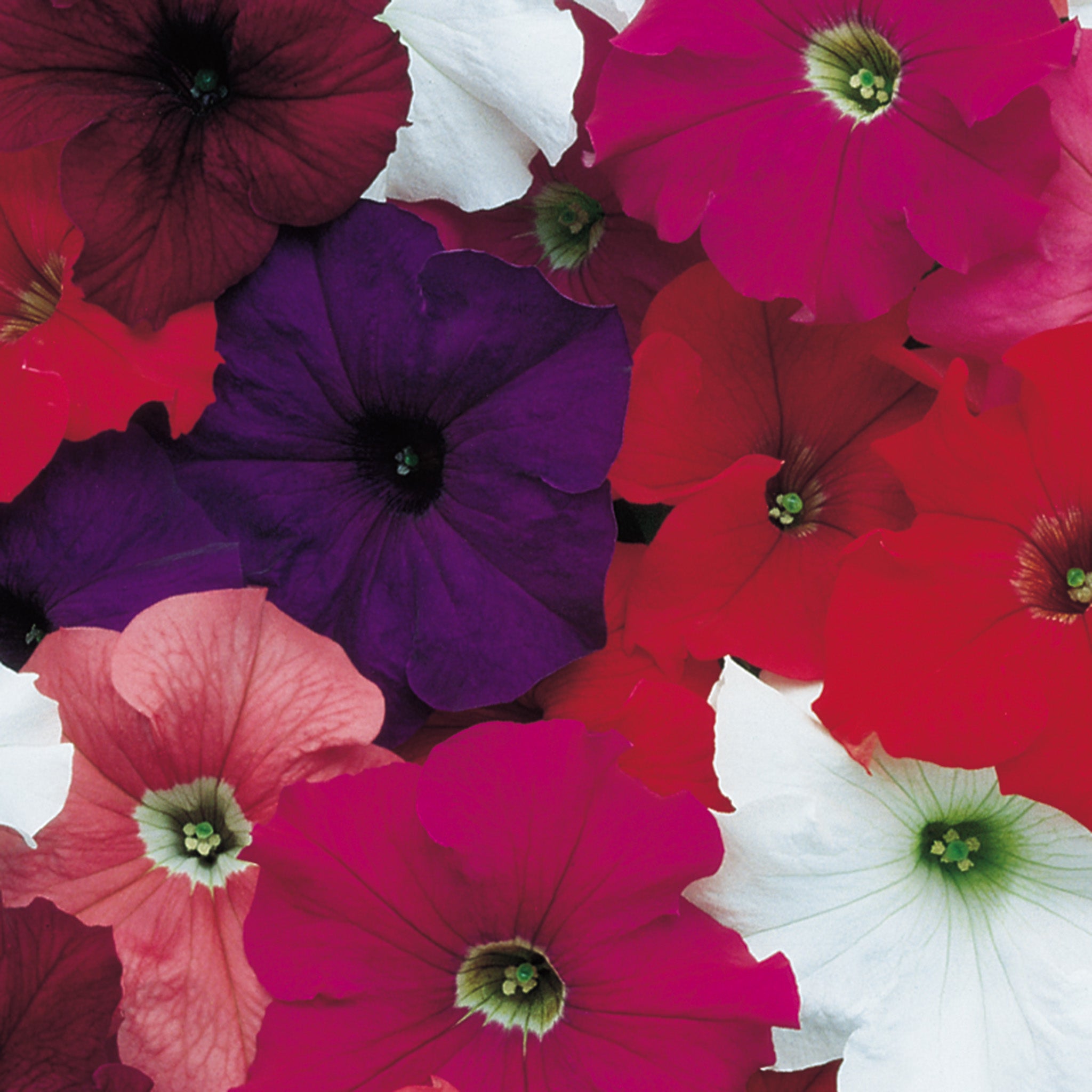 Petunia, Dreams™ Mix Hybrid