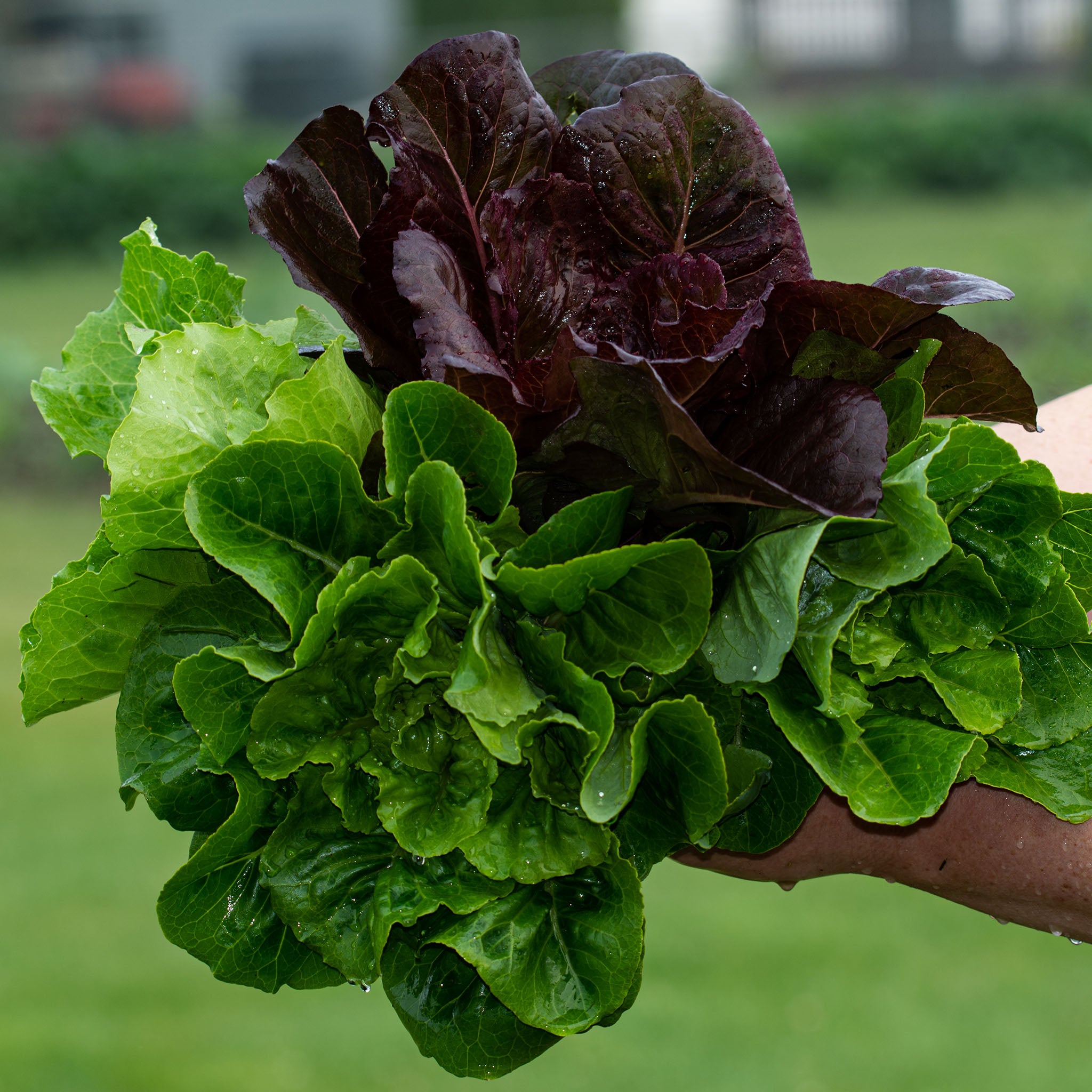 Lettuce, Jung's Caesar Salad Blend