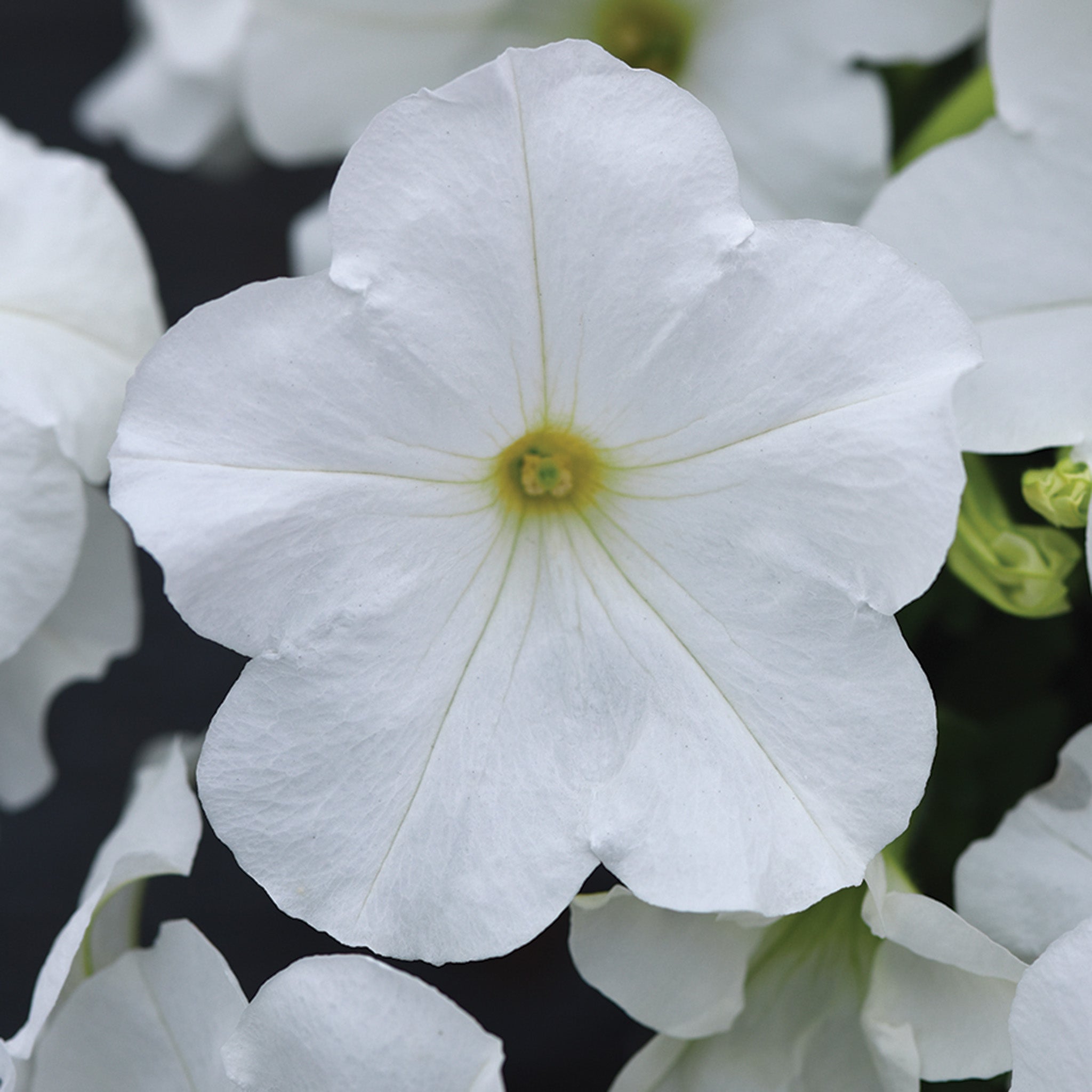 Petunia, E3 Easy Wave® White Hybrid