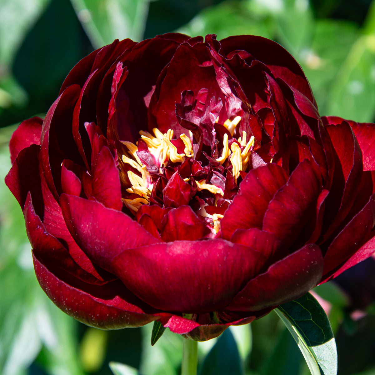 Peony, Buckeye Belle