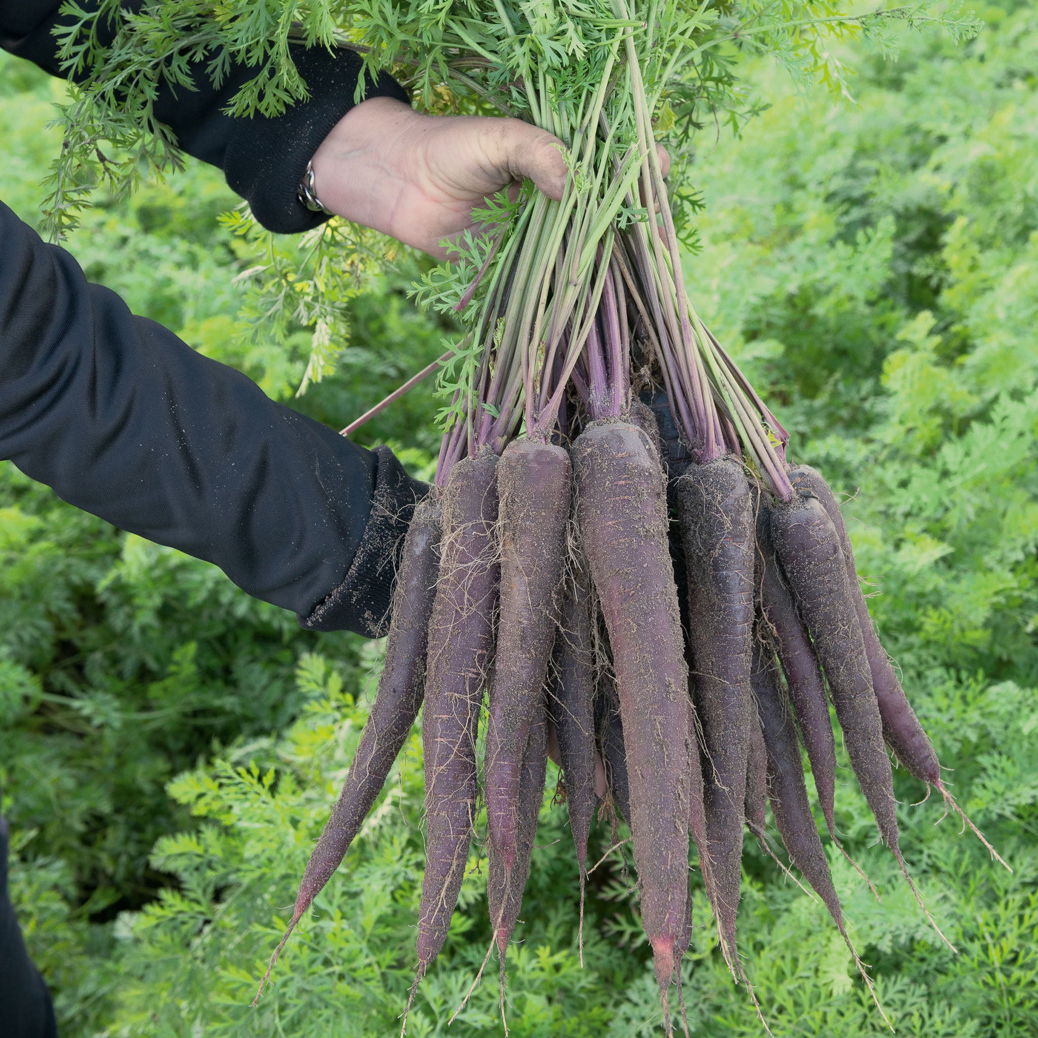 Carrot, Purple Sun Hybrid