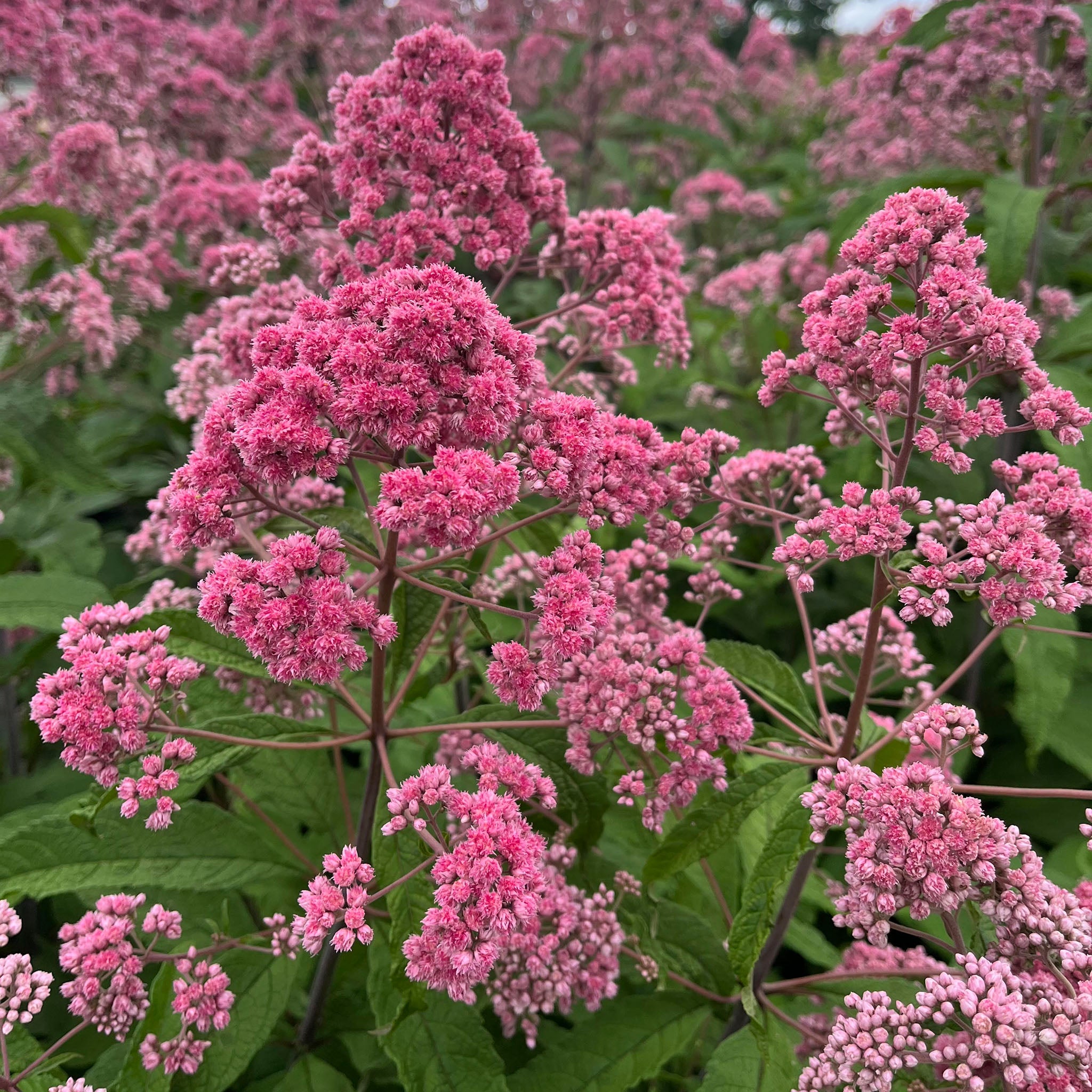 Joe Pye Weed, JoJo