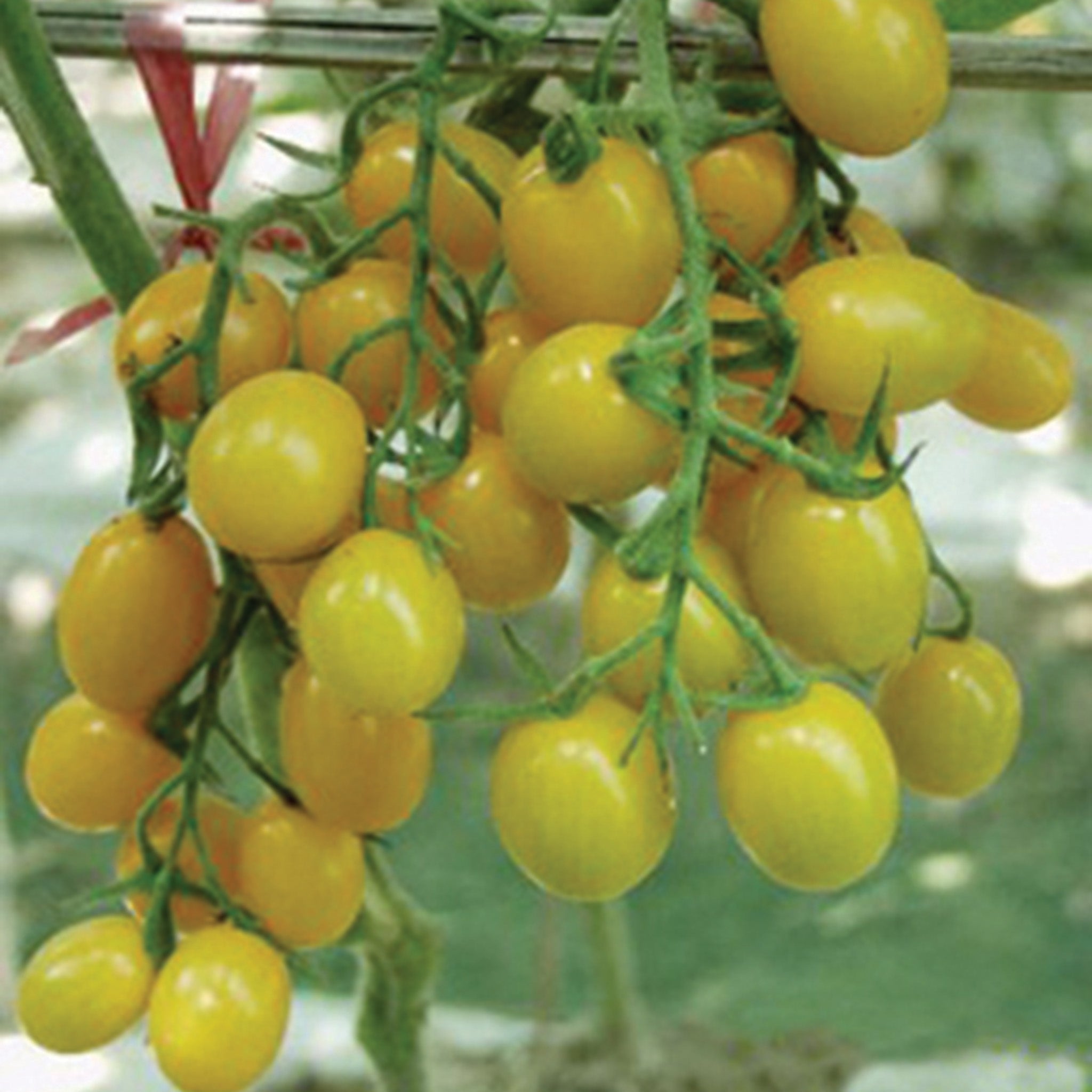 Tomato, Jelly Bean Yellow Hybrid