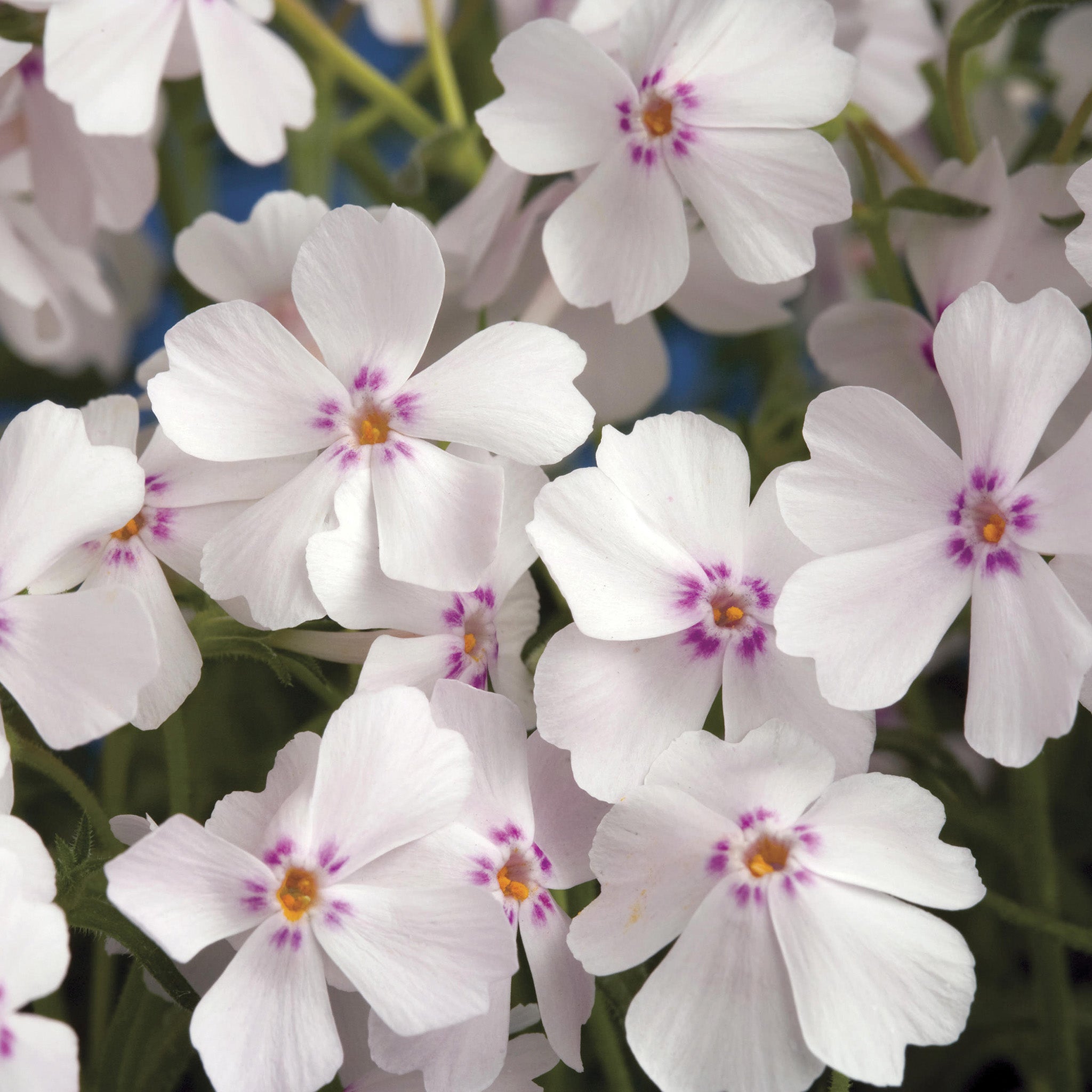 Phlox, Creeping, Amazing Grace