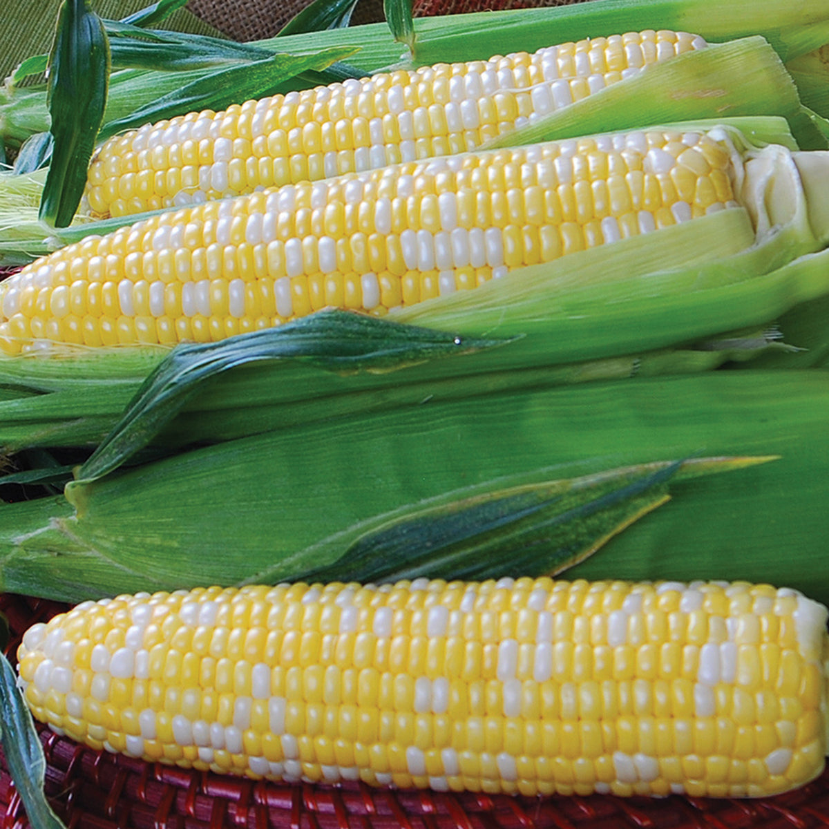 Sweet Corn, Temptress Bicolor Hybrid, Treated.