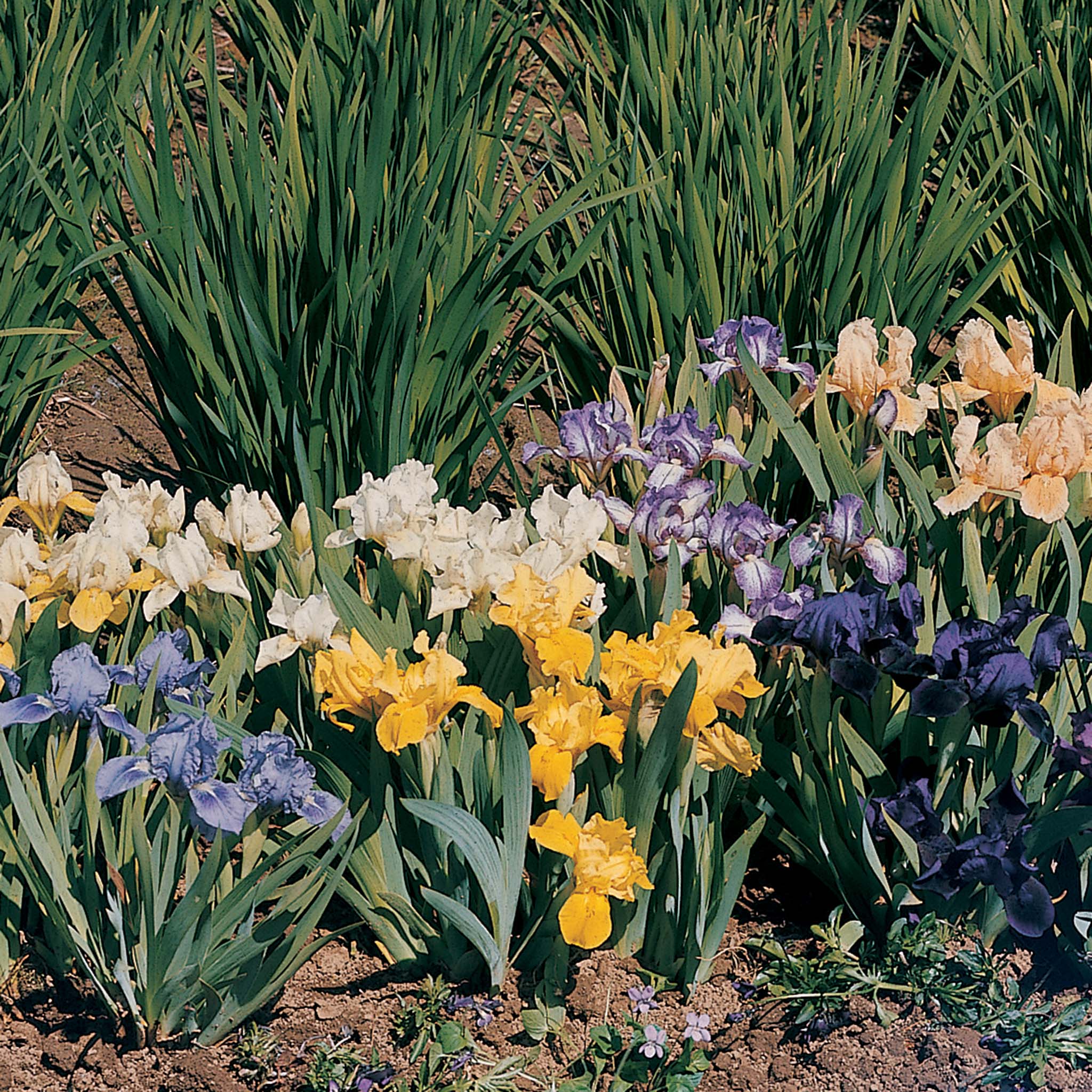 Iris, Dwarf Bearded Mix, Set of 5