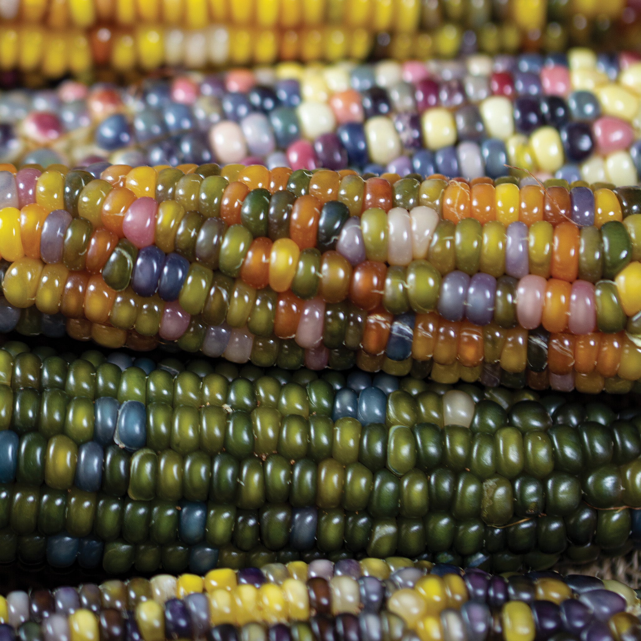 Corn, Ornamental, Glass Gem