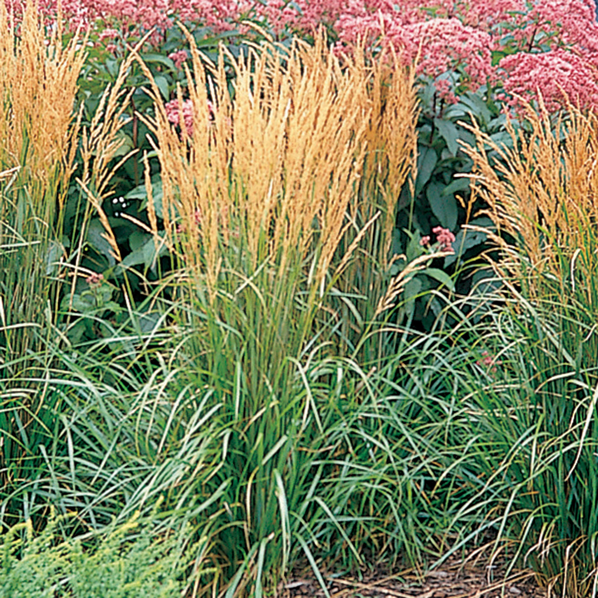 Grass, Karl Foerster Feather Reed