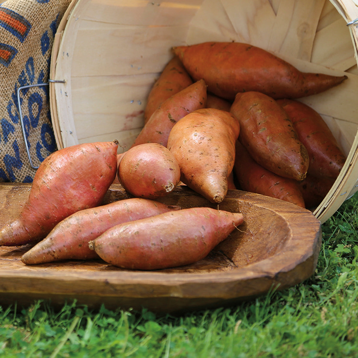 Sweet Potato, Vardaman
