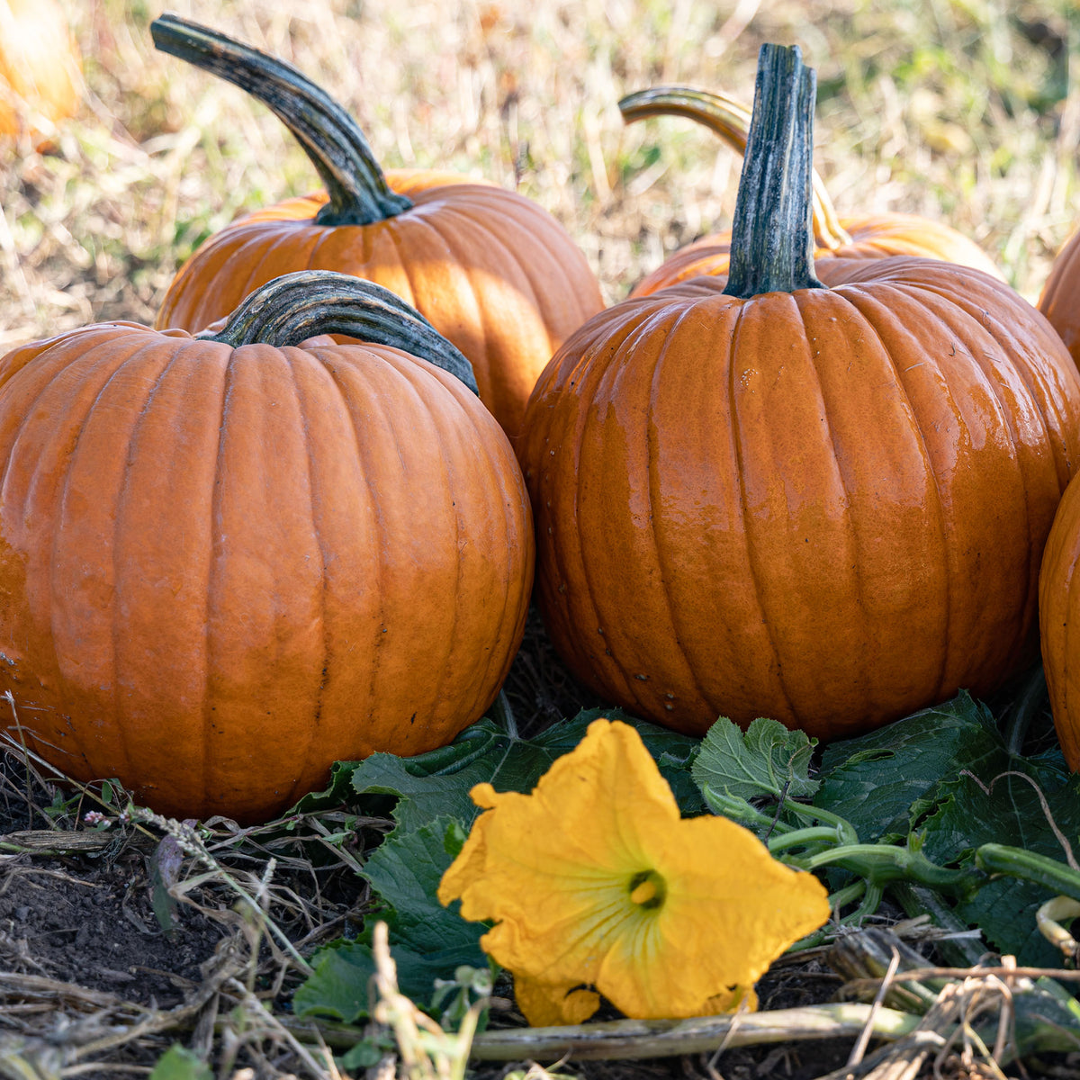 Pumpkin, Racer Plus Hybrid