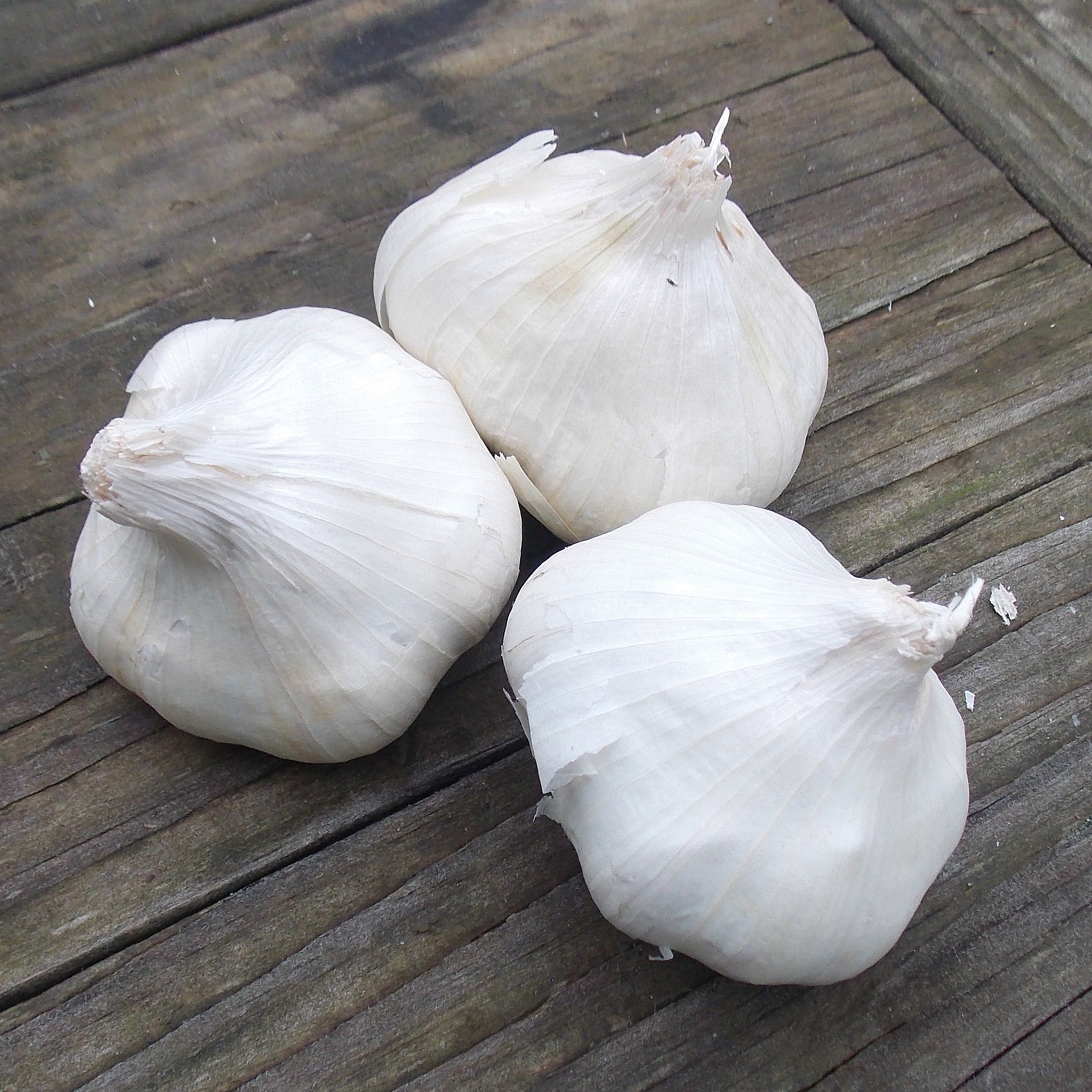 Garlic, Ivan, 1/2 Lb