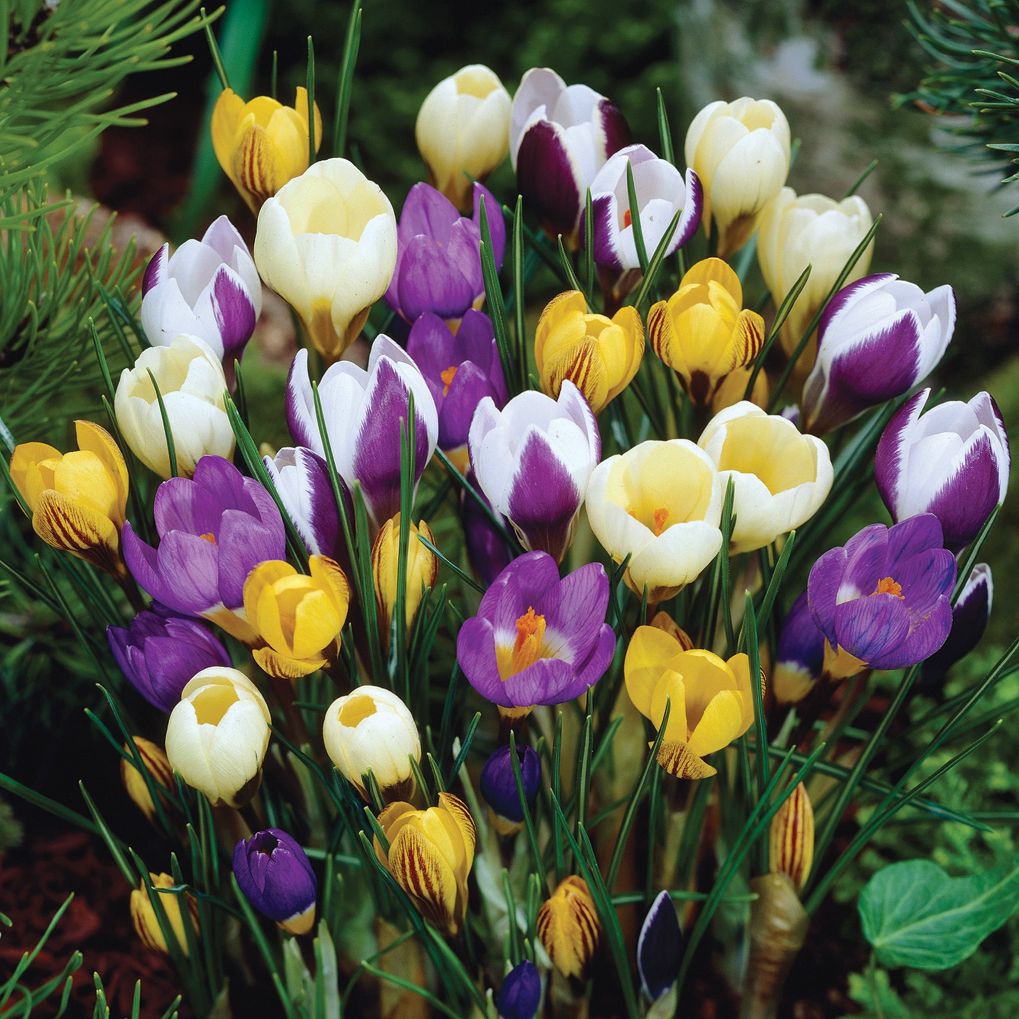 Crocus, Snow Mix, 25 Pack