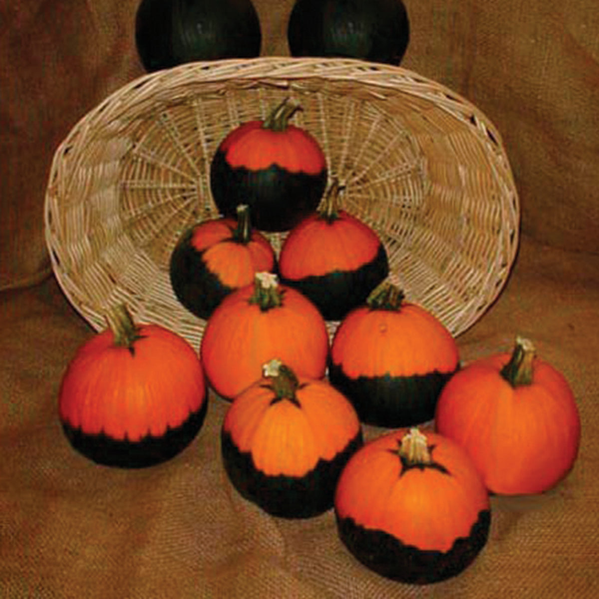 Pumpkin, Batwing Mix