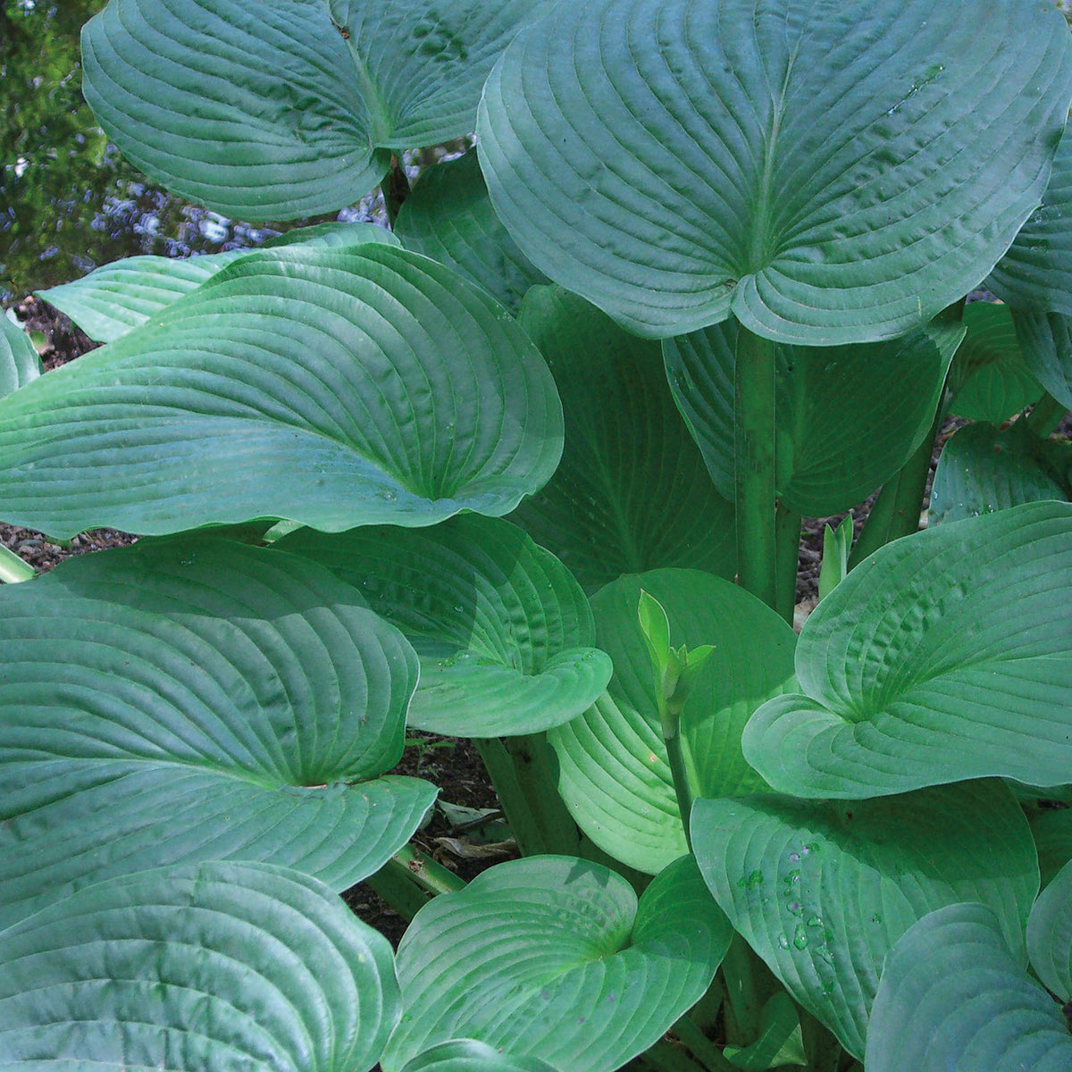 Hosta, Jurassic Park