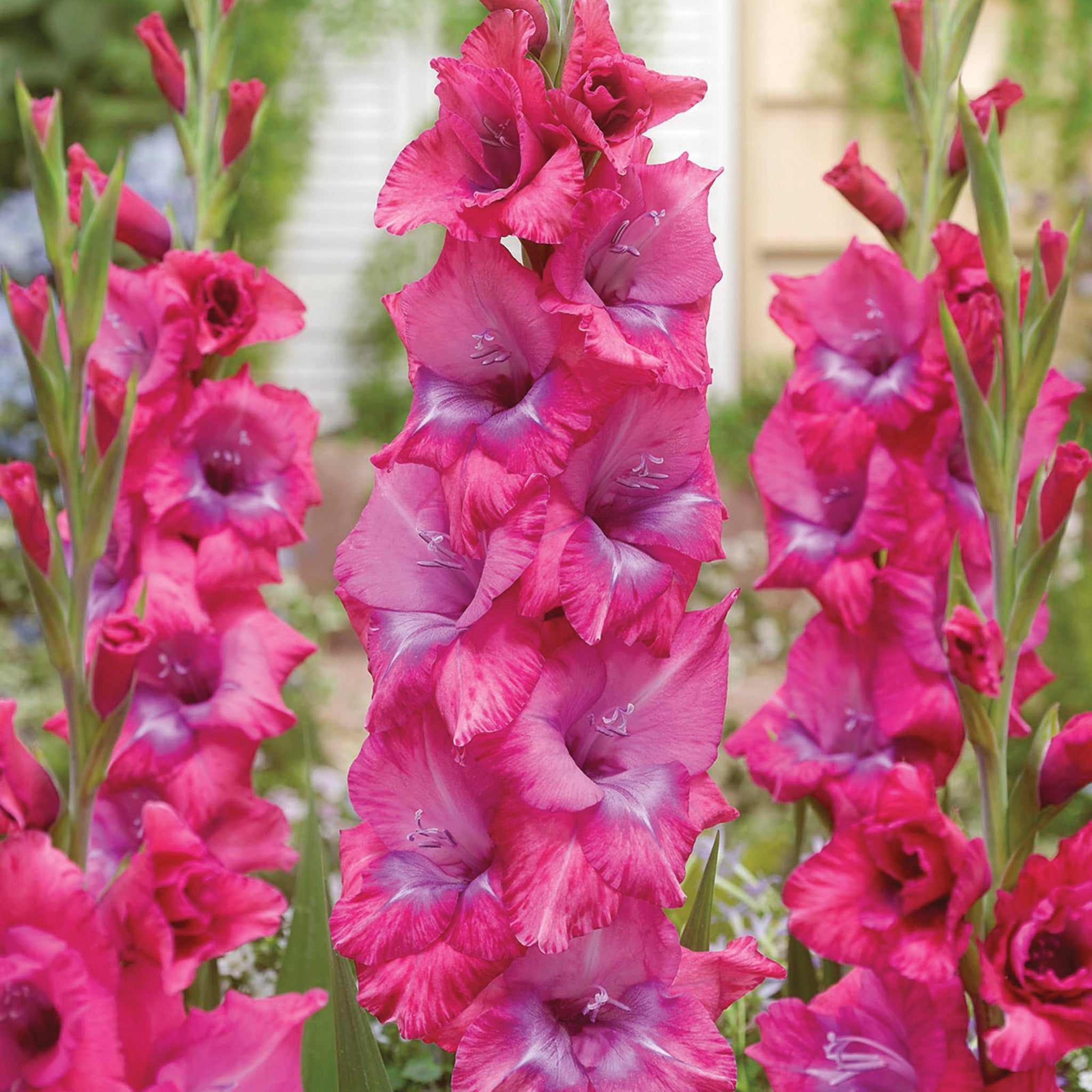 Gladiolus, Lumiere, Pack of 5