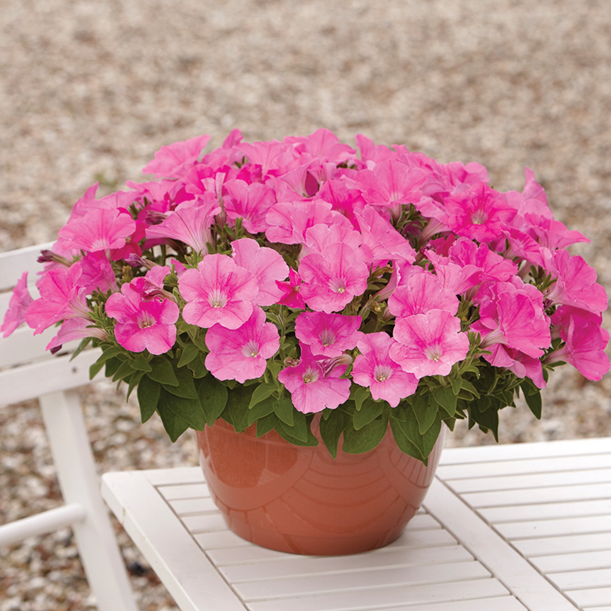 Petunia, Easy Wave® Pink Hybrid