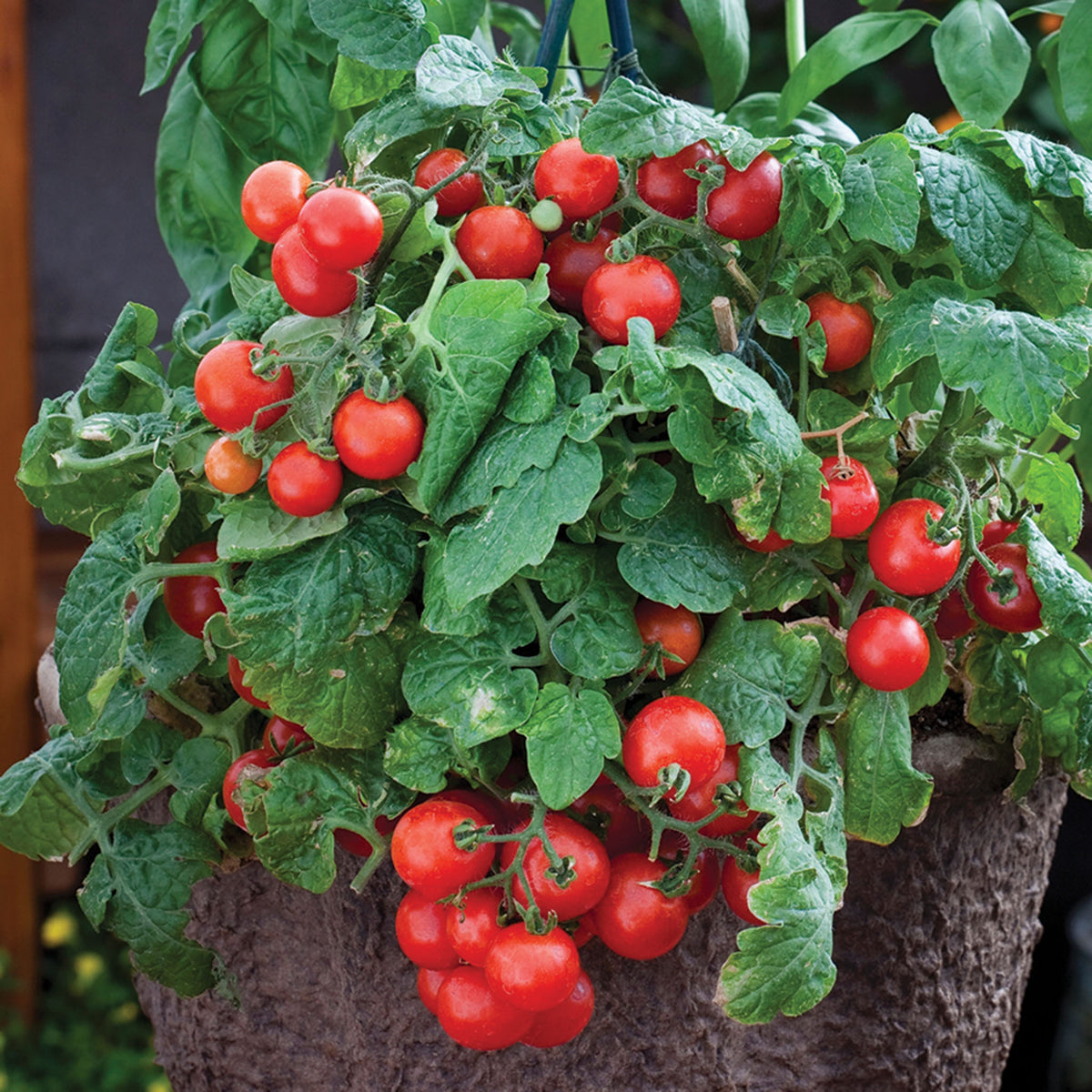 Tomato, Little Birdy Red Robin