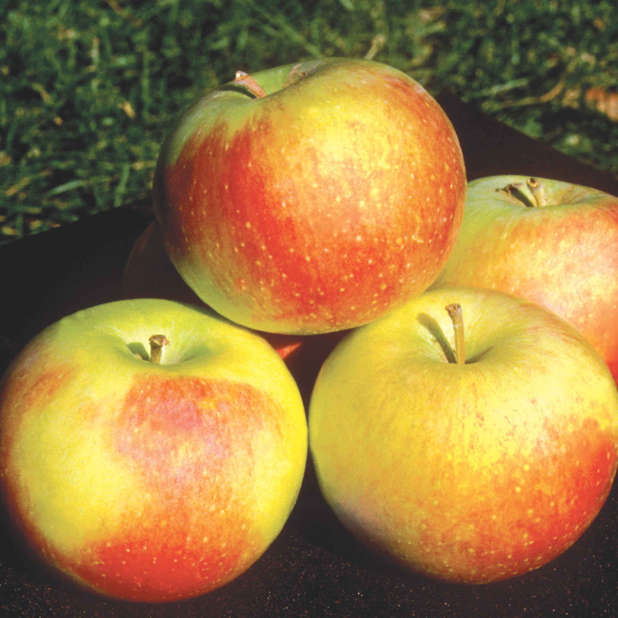 Apple, Semi-Dwarf, Wealthy