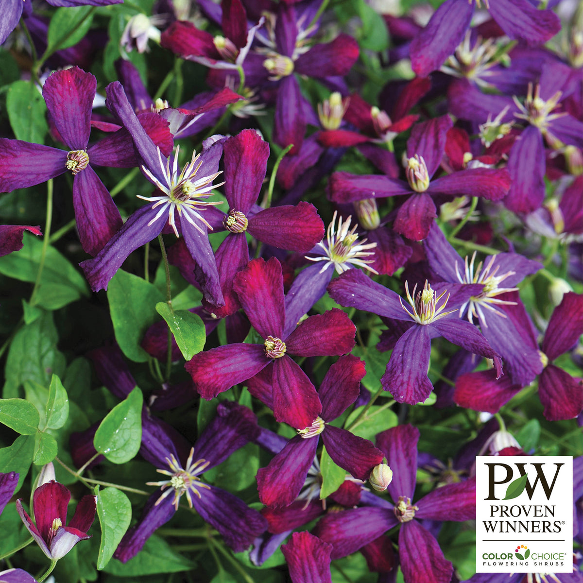 Clematis, Sweet Summer Love