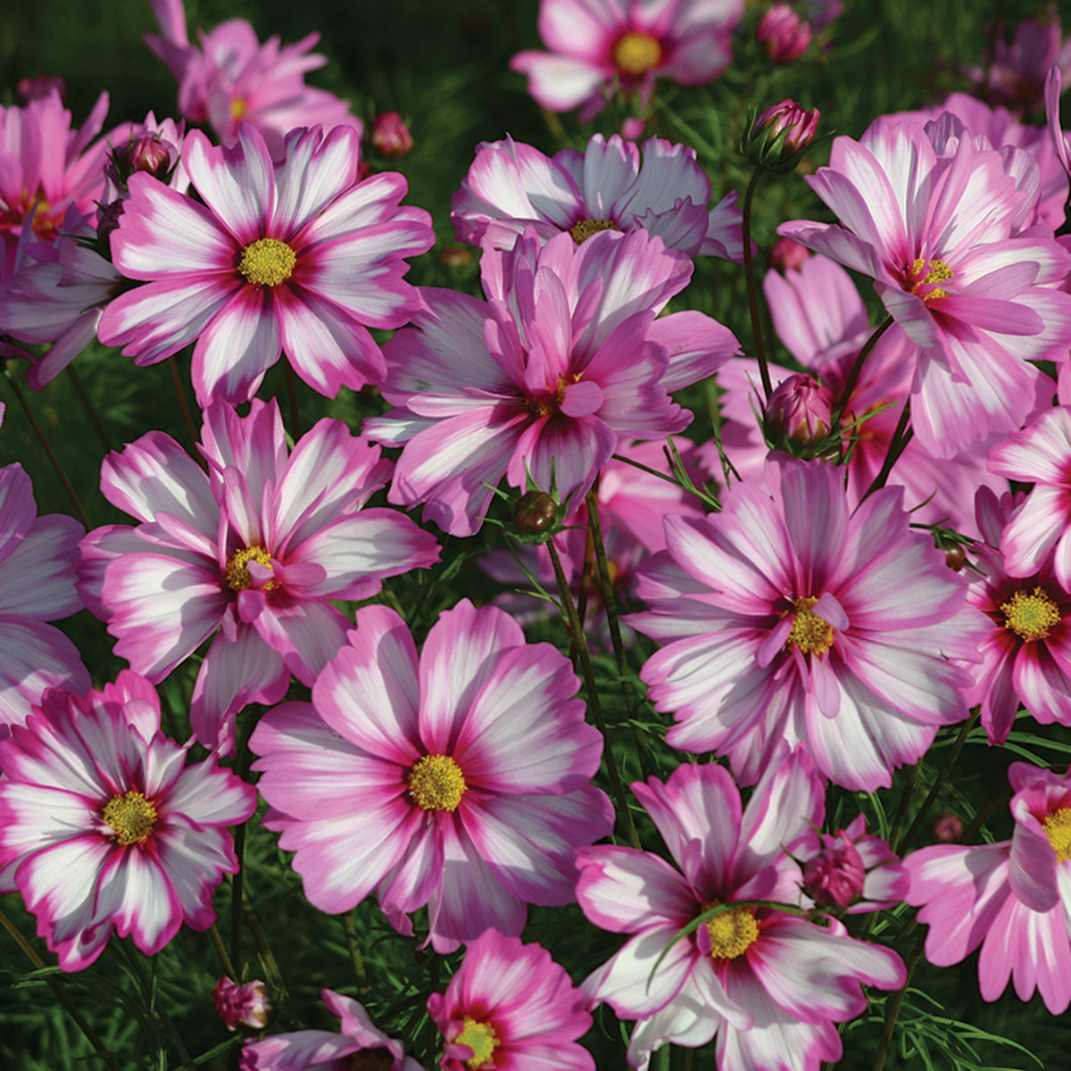 Cosmos, Capriola