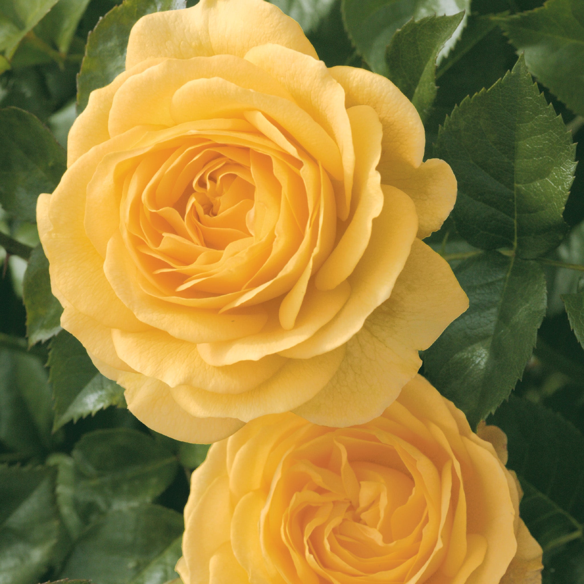 Rose, Floribunda, Julia Child