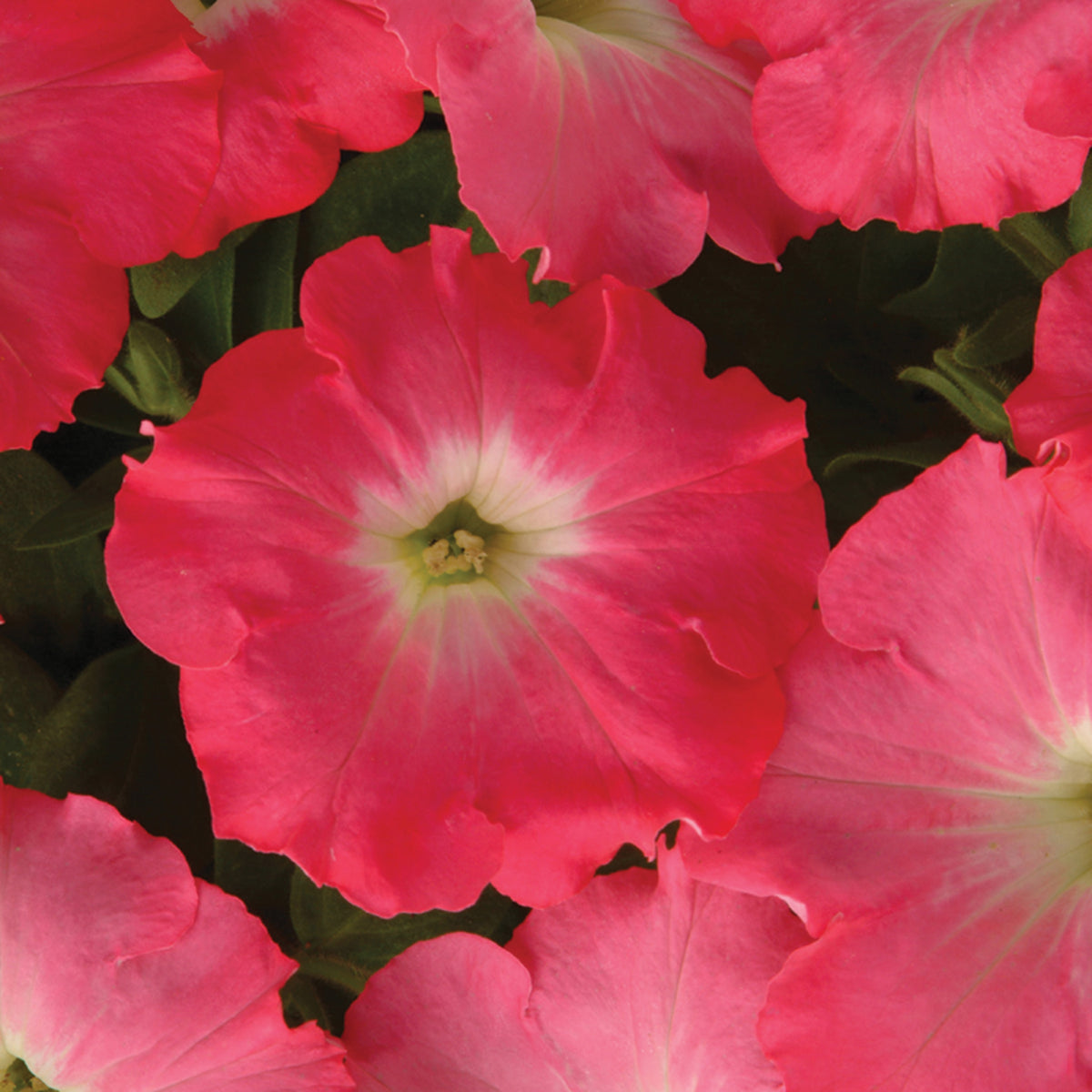 Petunia, Easy Wave® Rosy Dawn Hybrid