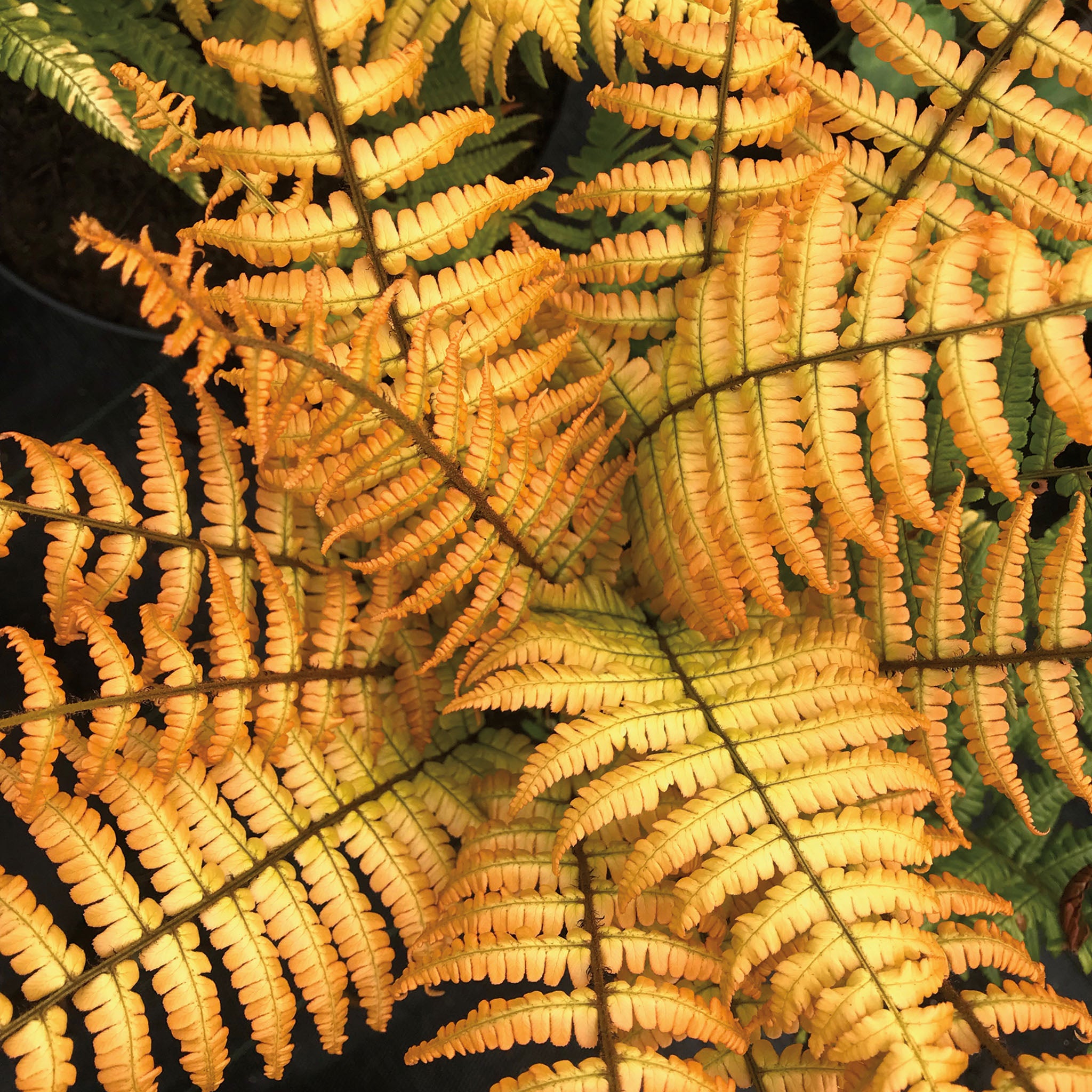 Fern, Jurassic Gold