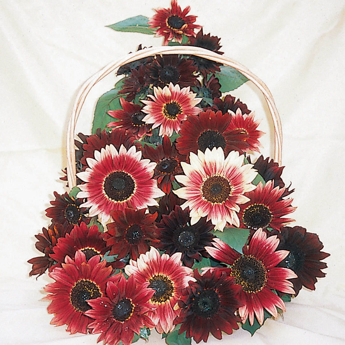 Sunflower, Ruby Moon Mix Hybrid