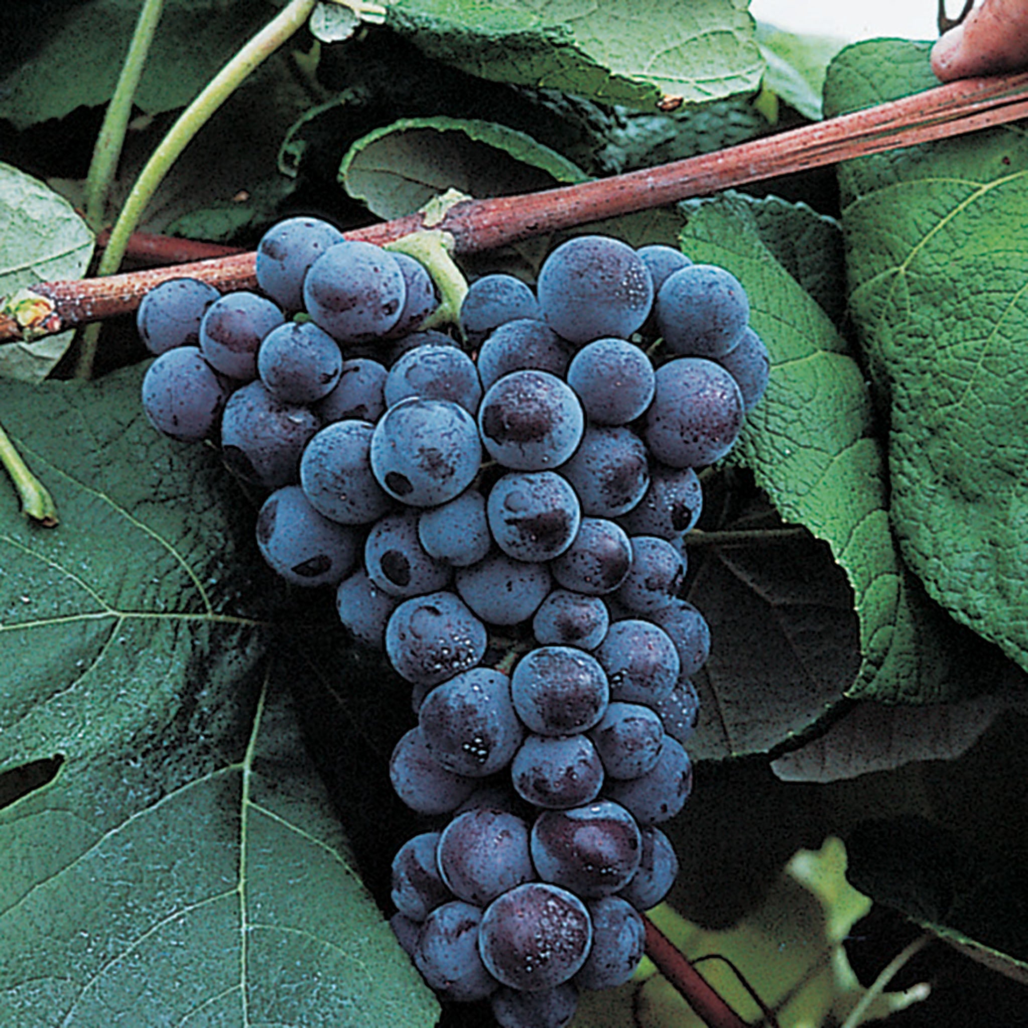 Grape, Seedless, Mars