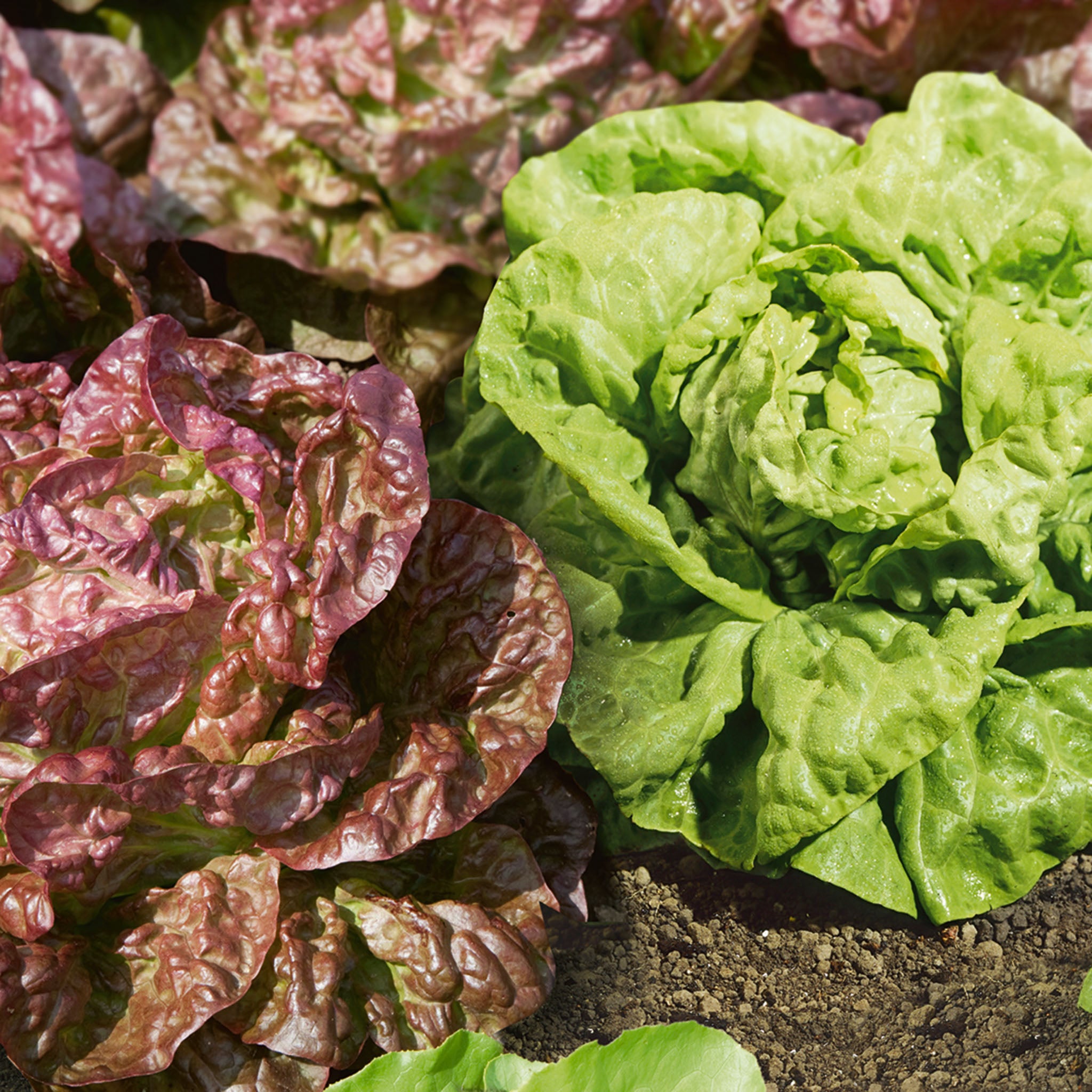 Lettuce, Butterhead Blend