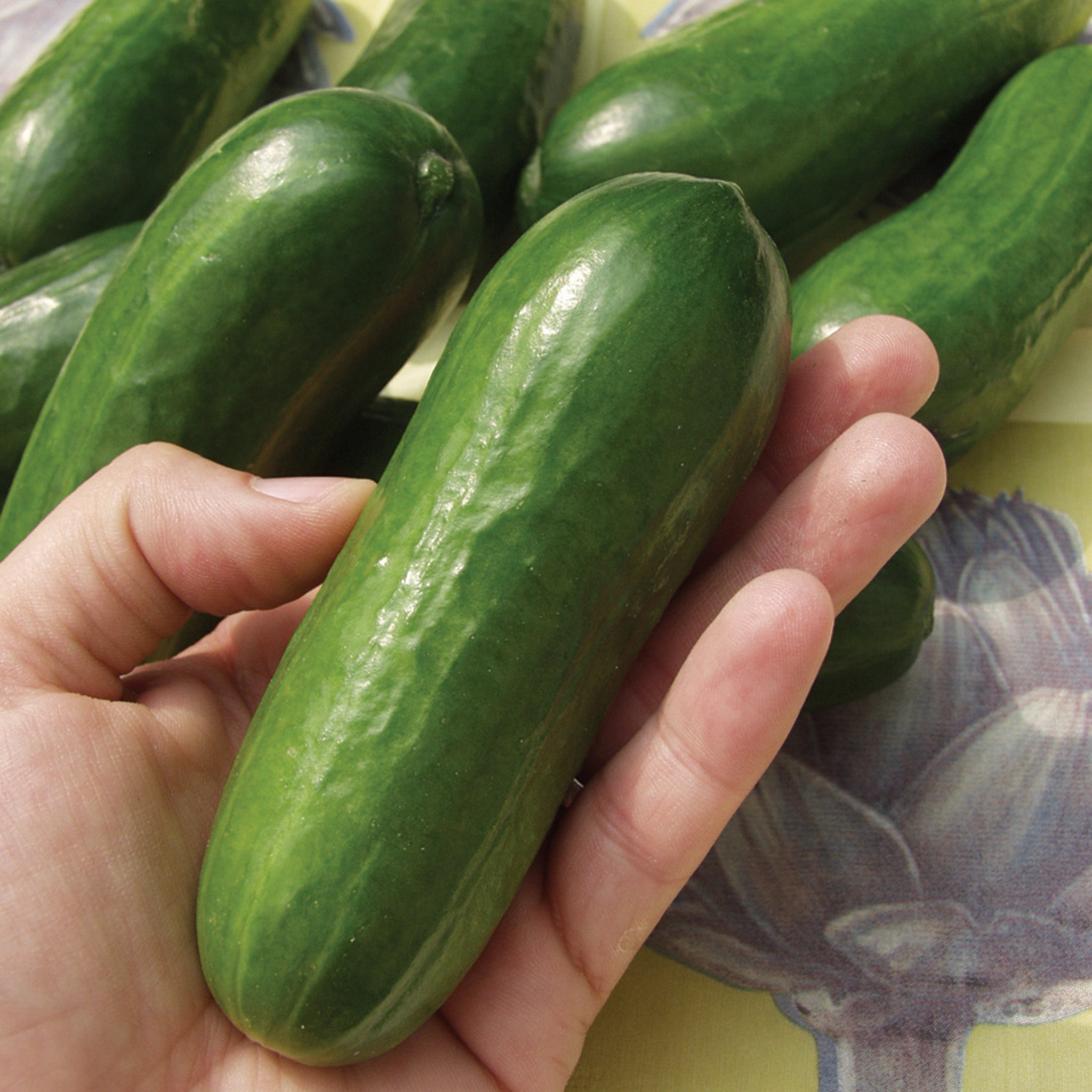 Cucumber, Iznik Hybrid