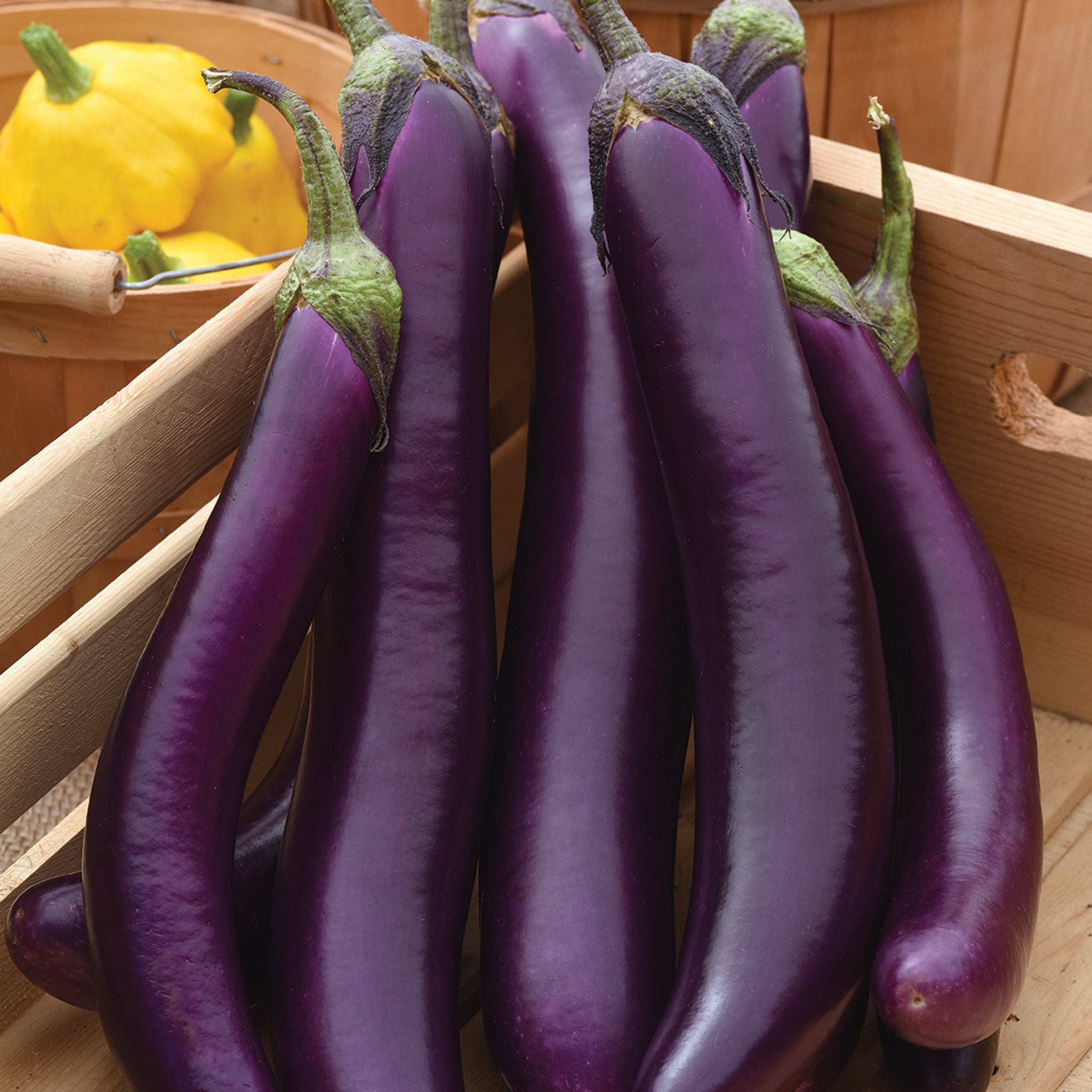 Eggplant, Violet Delite Hybrid