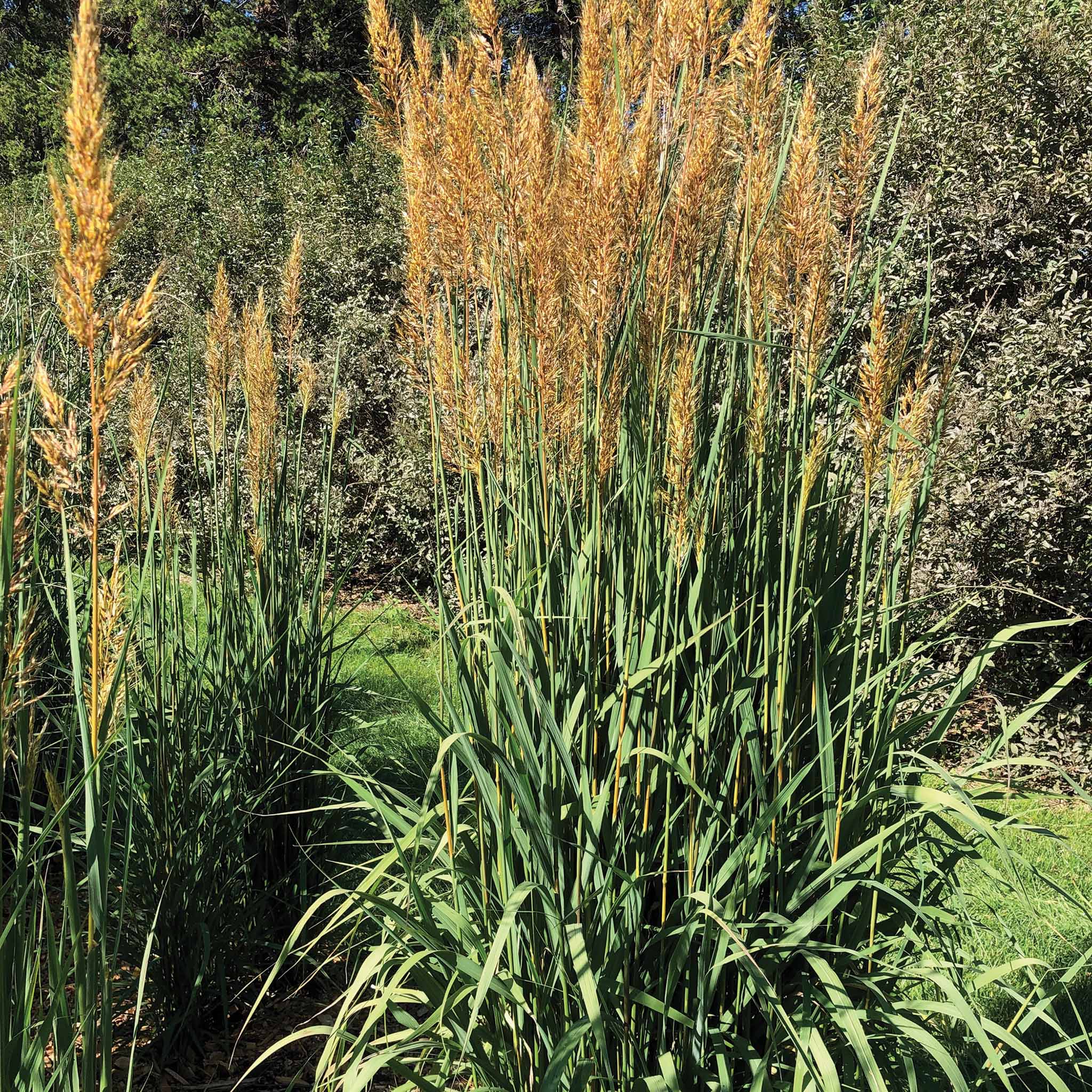 Grass, Golden Sunset™ Yellow Prairie
