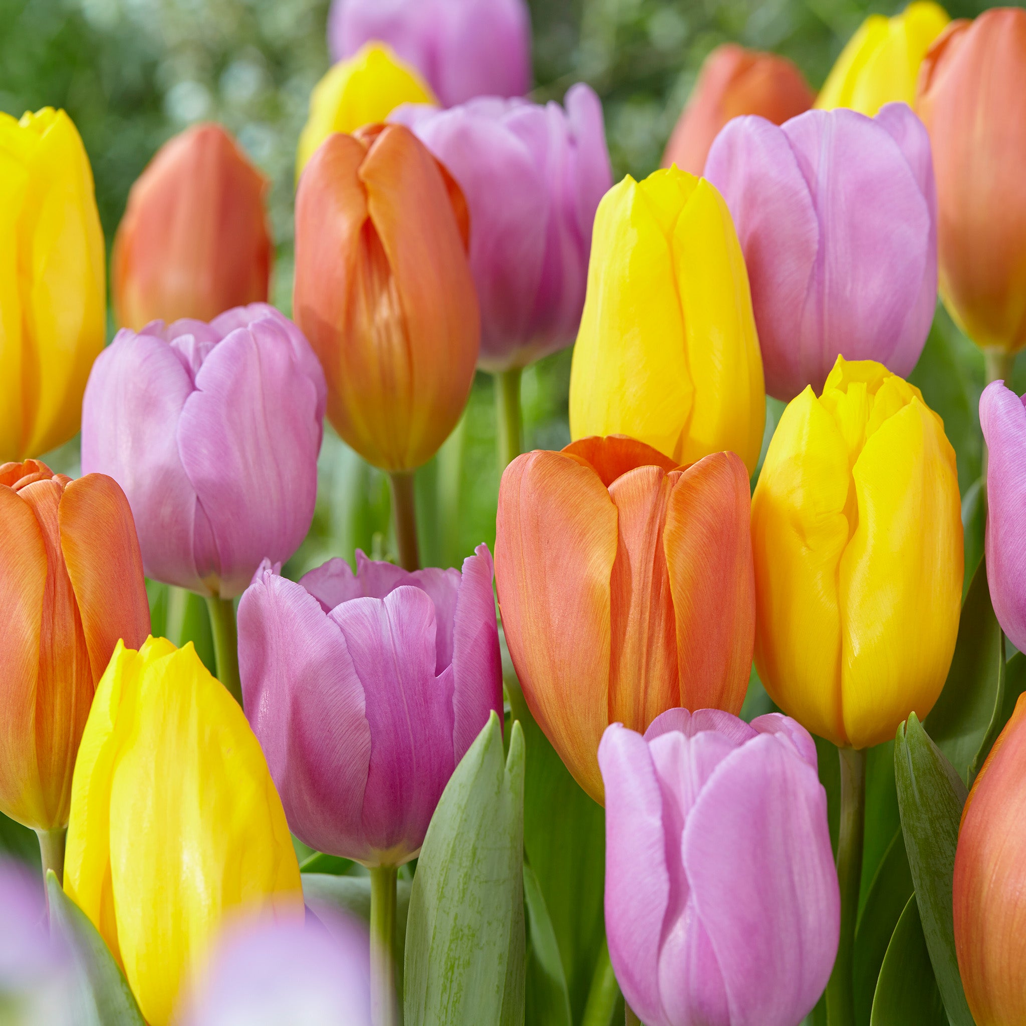 Tulip, Tropical Trio Blend, 10 Pack