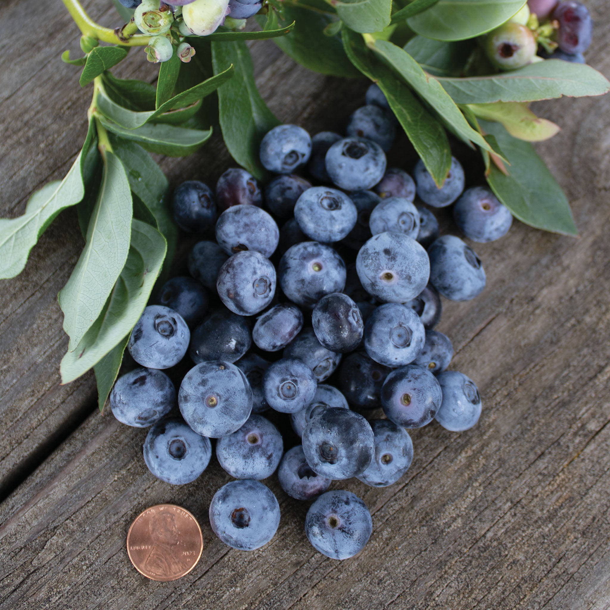 Blueberry, Patriot