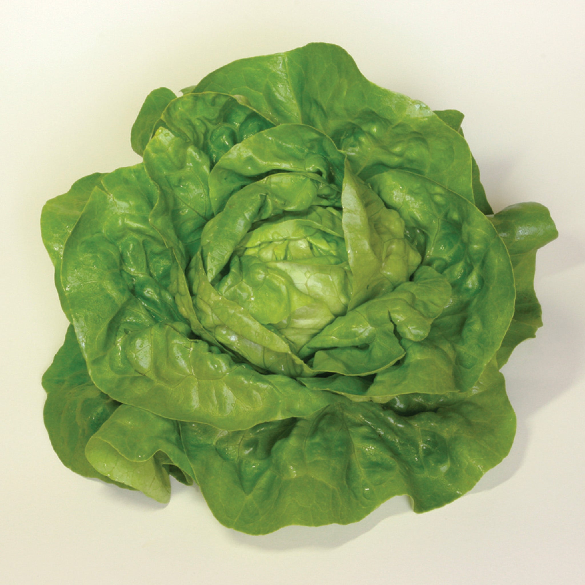 Lettuce, Butterhead, Sylvesta