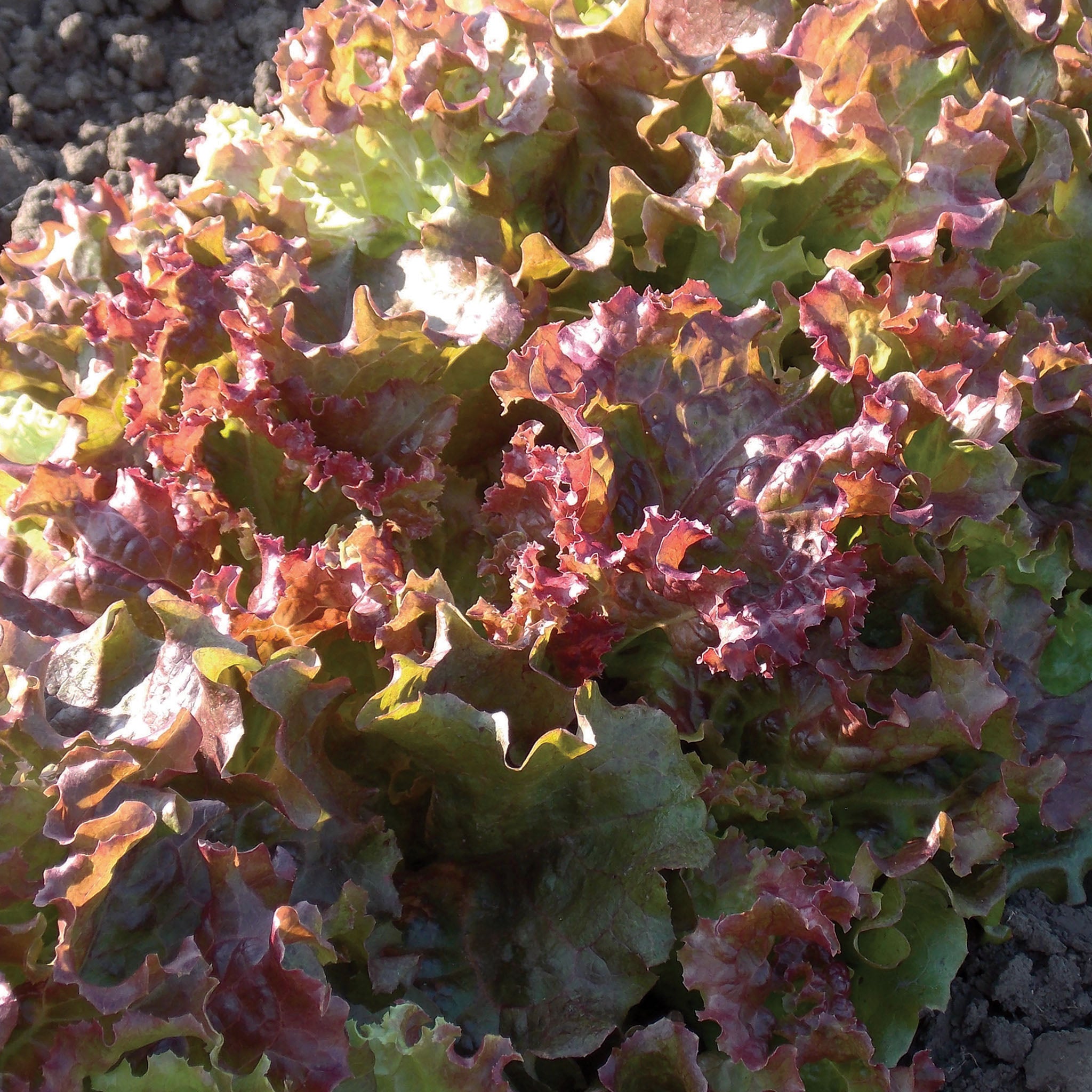 Lettuce, Looseleaf, New Red Fire