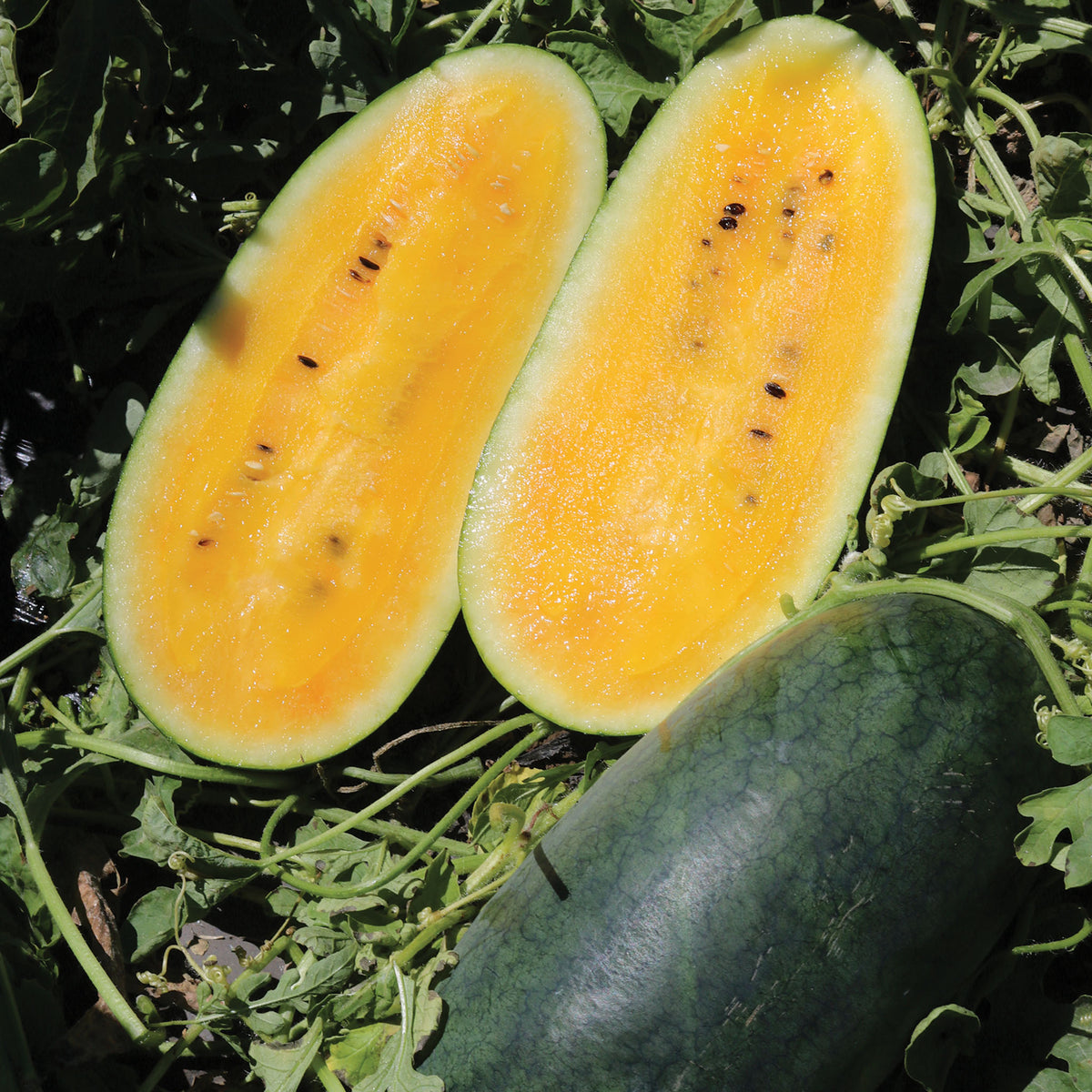 Watermelon, Yellow Gold 48 Hybrid